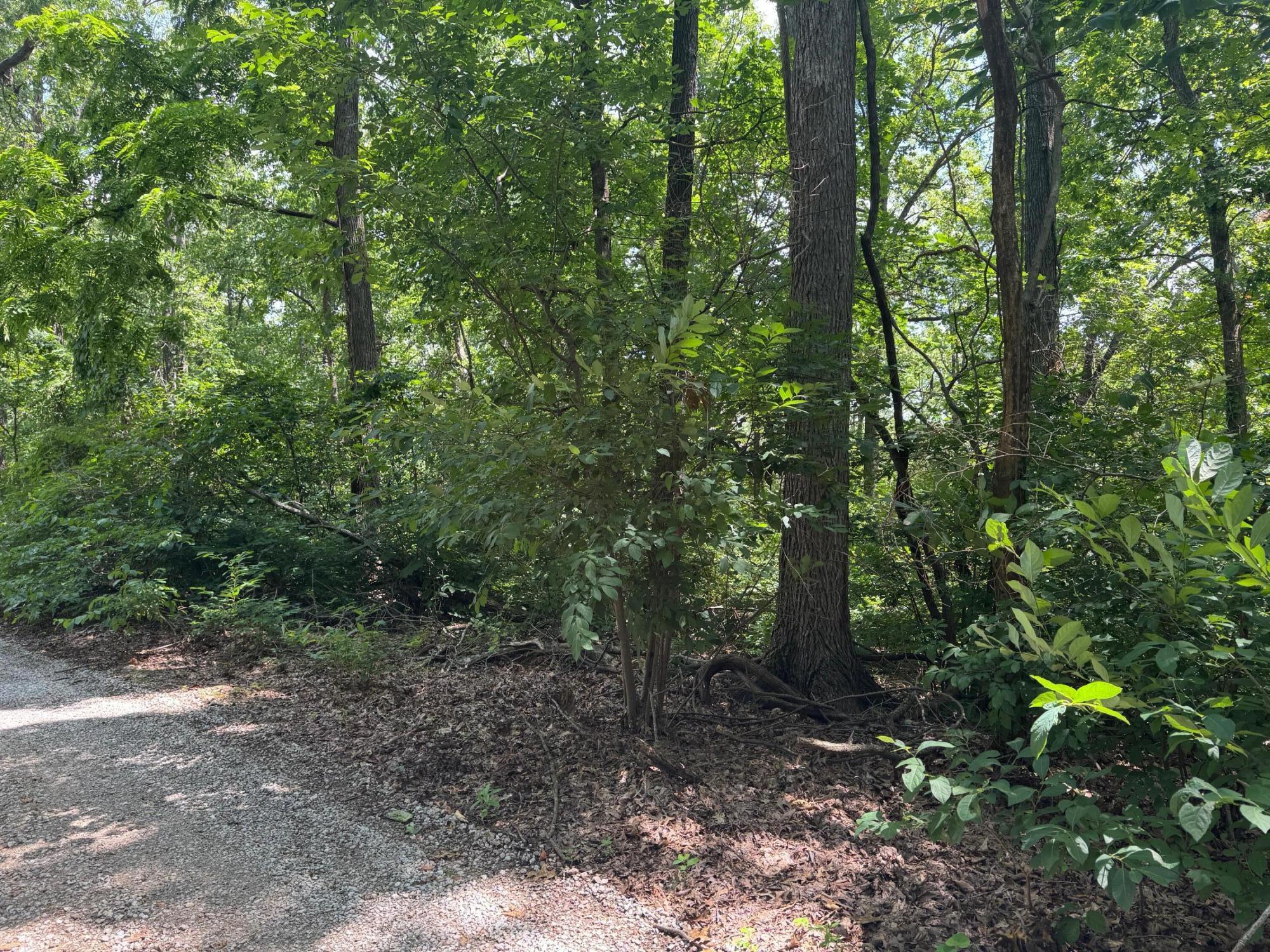 Photo 3 - Land for sale – 000  Twin Springs Drive   Cassville, MO