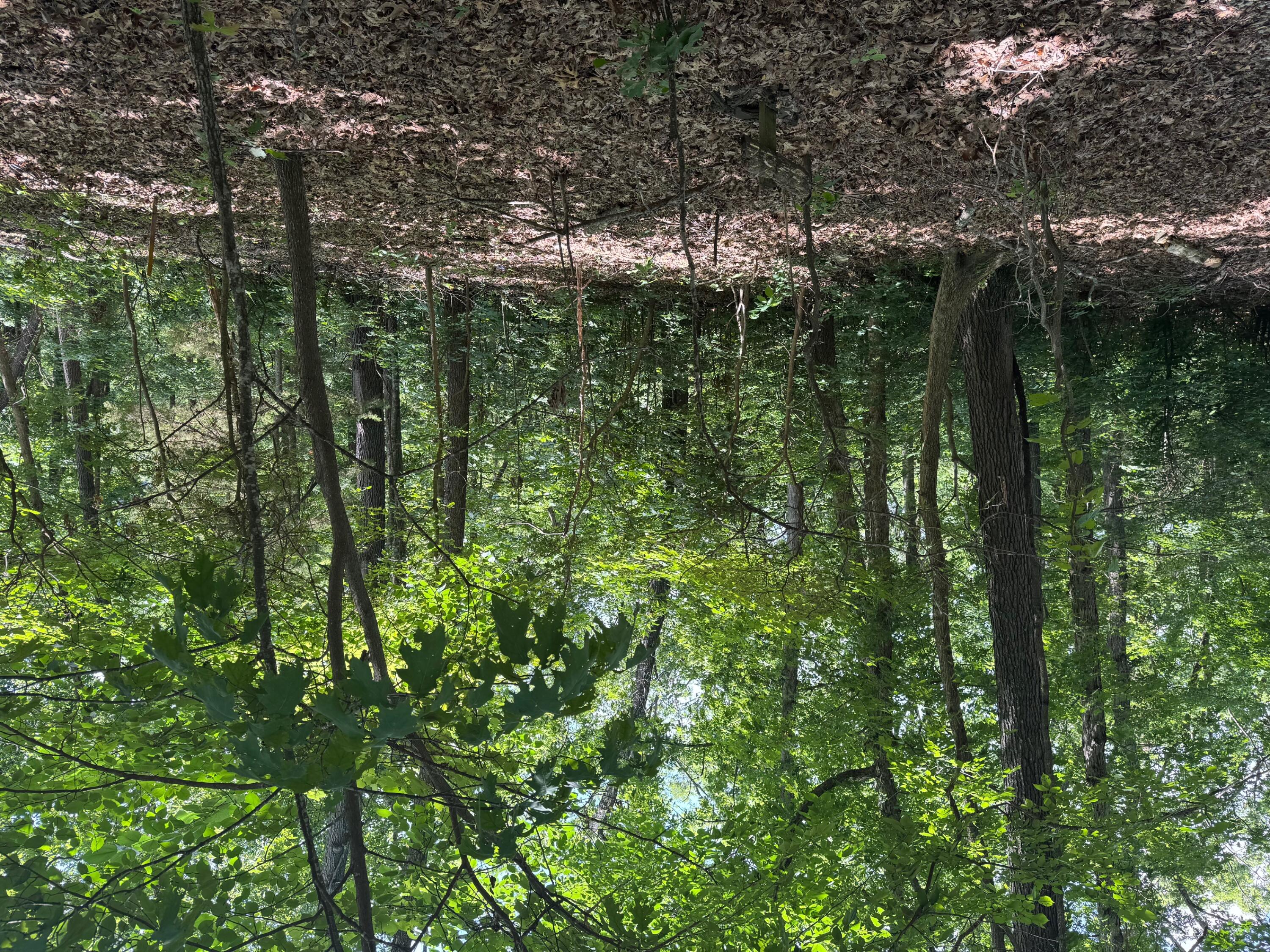 Land for sale – 000  Twin Springs Drive   Cassville, MO