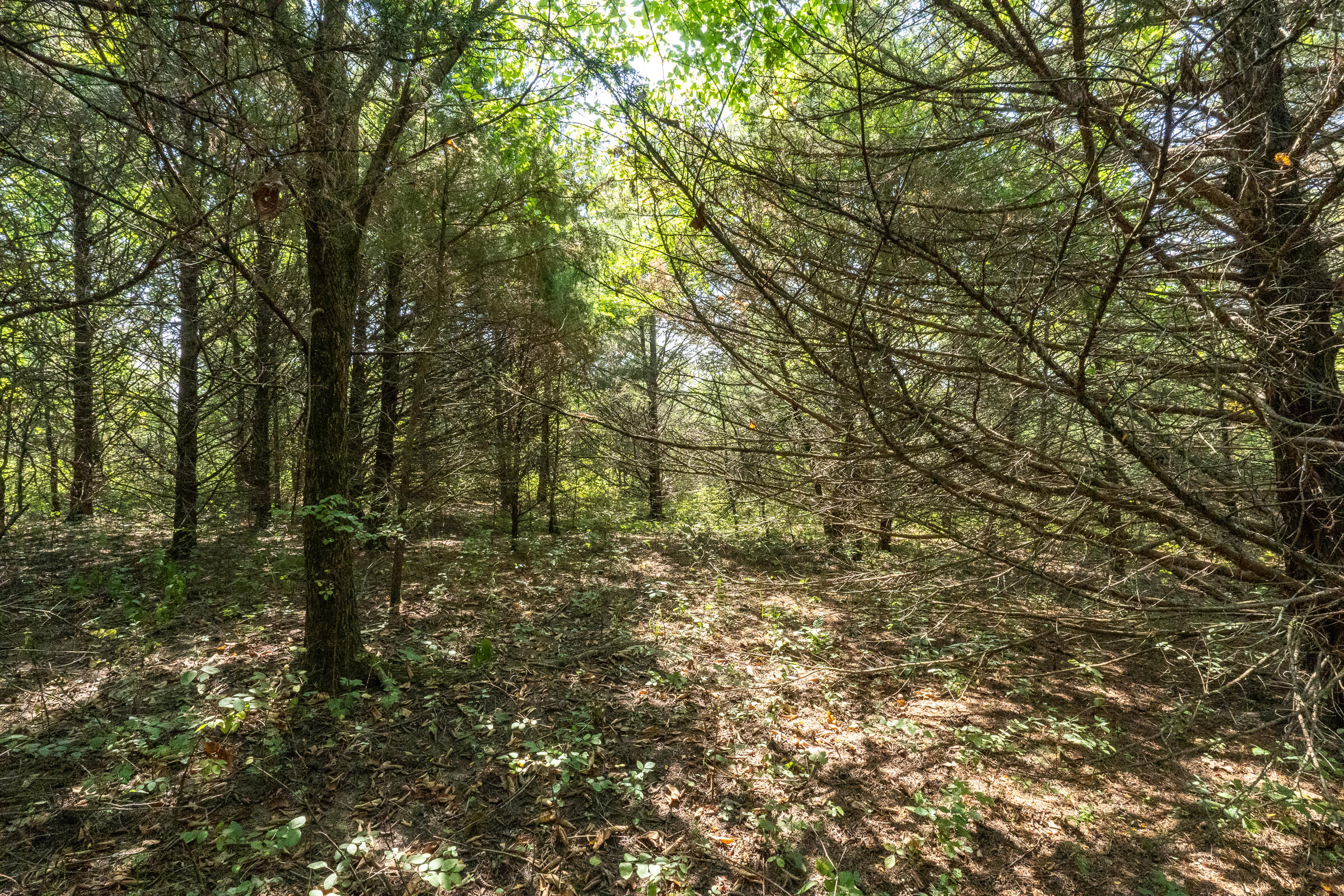 Photo 9 - Land for sale – 000  Beulah Creek Drive  Marshfield, MO