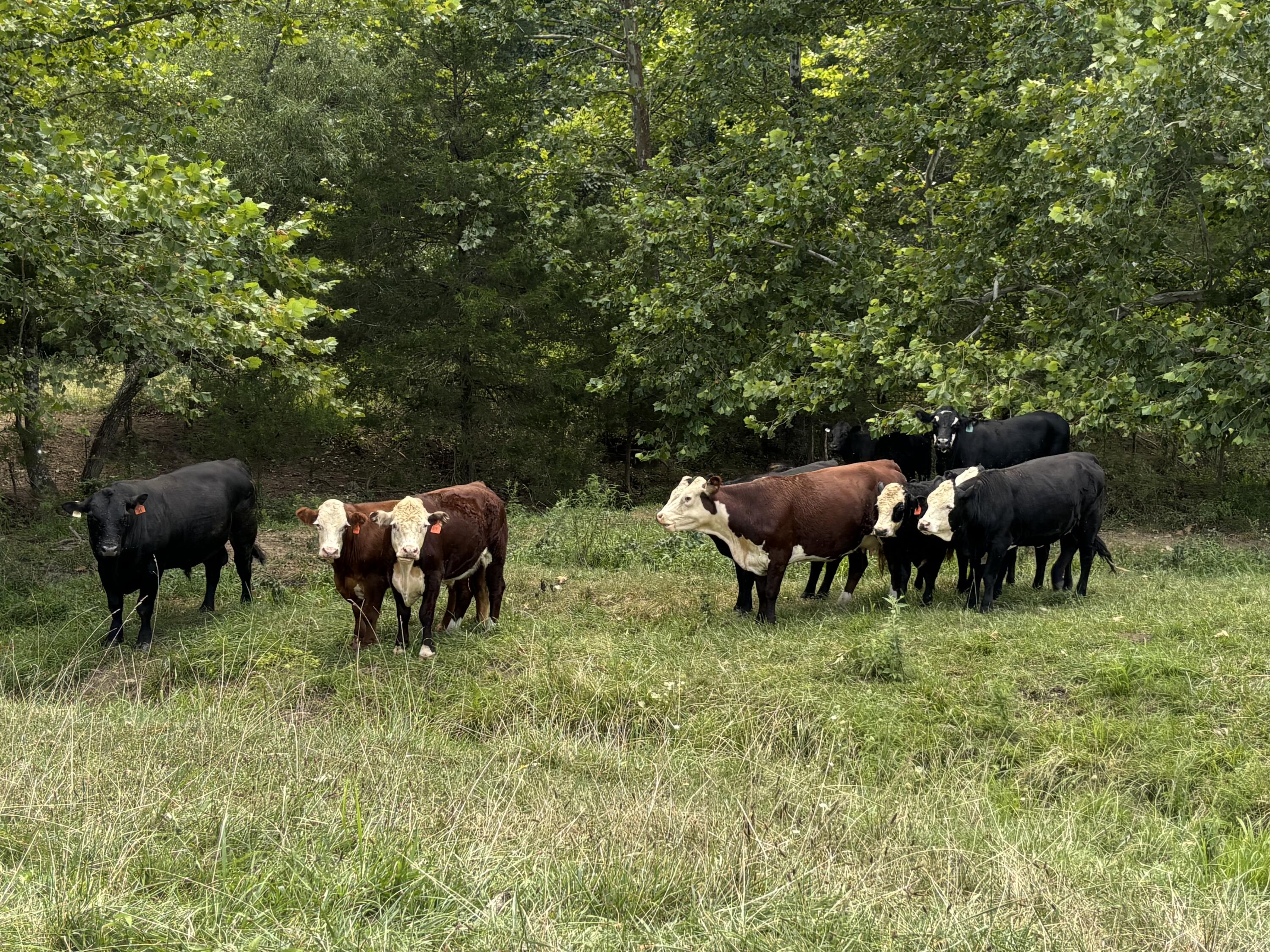 Photo 25 - Farm for sale – 000  County Road 534   Ellington, MO