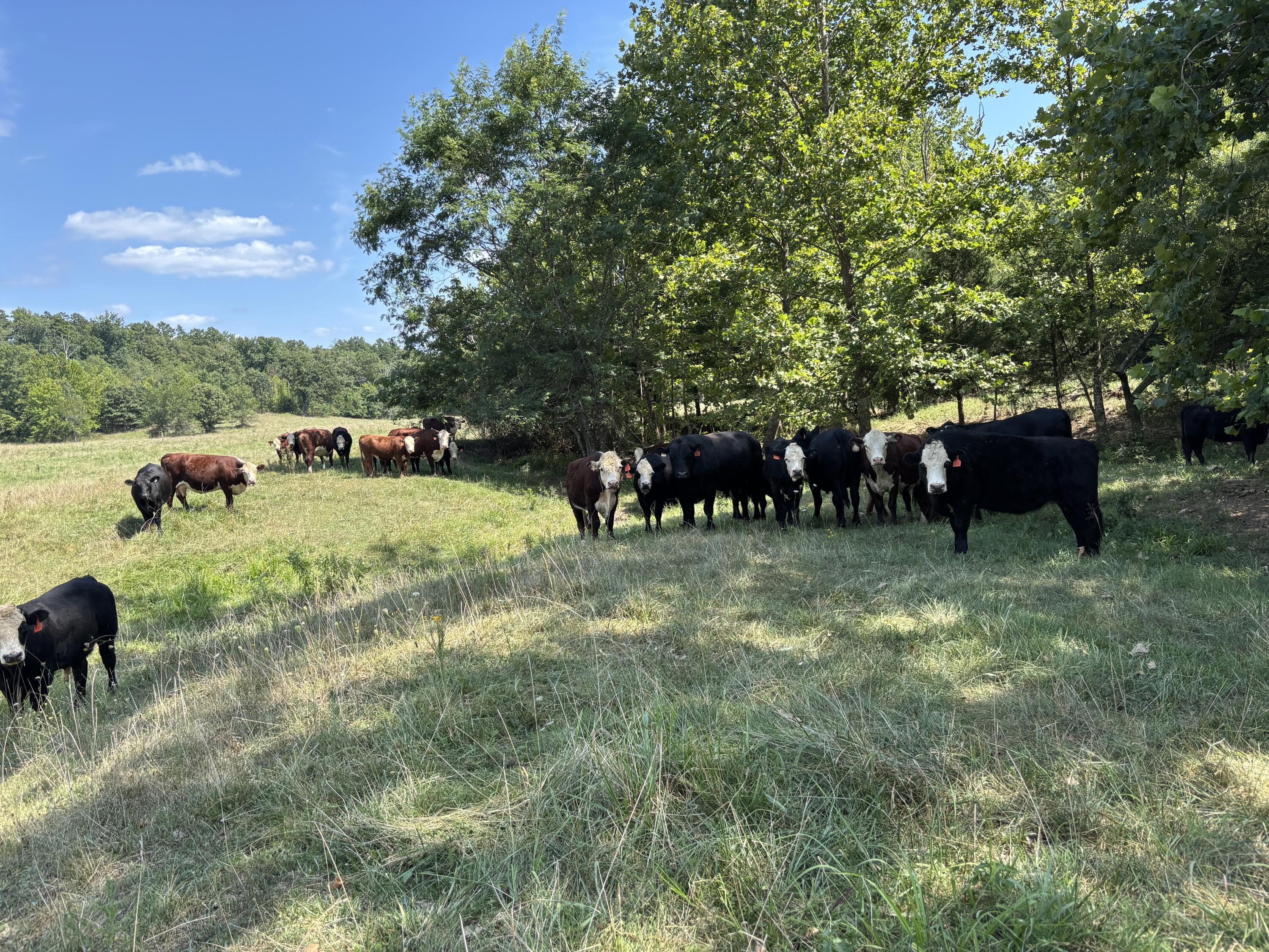 Photo 28 - Farm for sale – 000  County Road 534   Ellington, MO