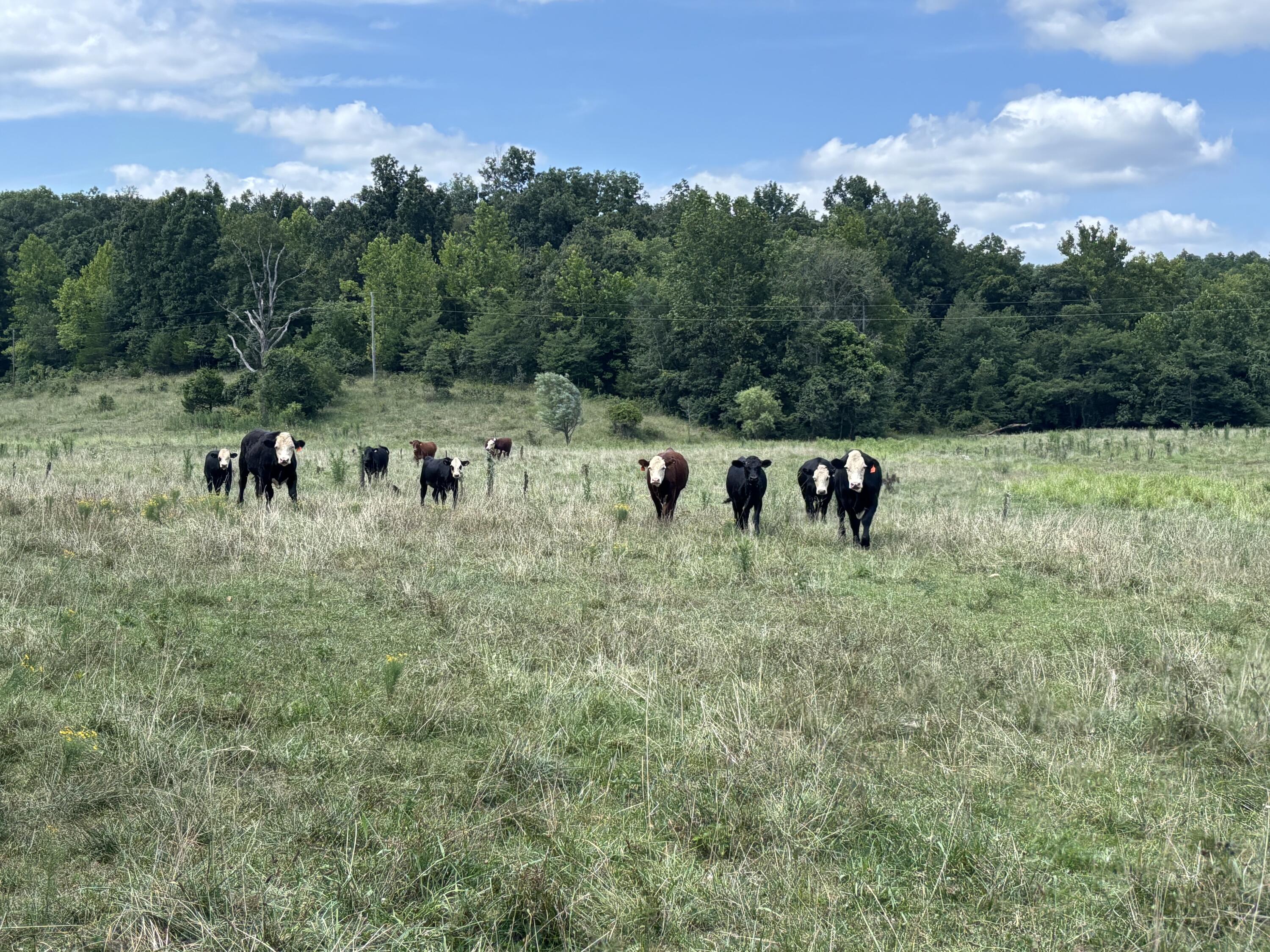 Photo 24 - Farm for sale – 000  County Road 534   Ellington, MO