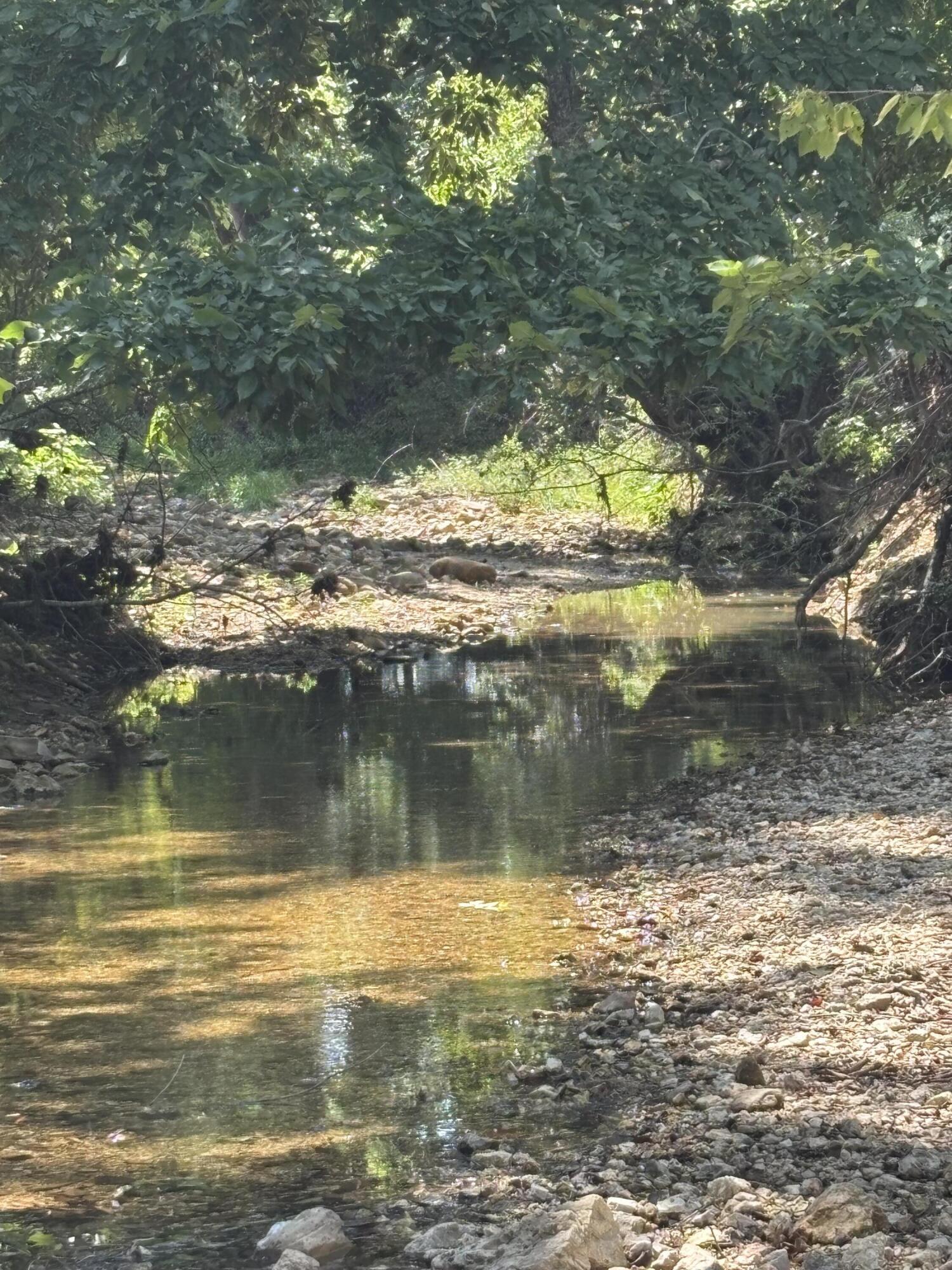 Photo 3 - Farm for sale – 000  County Road 534   Ellington, MO