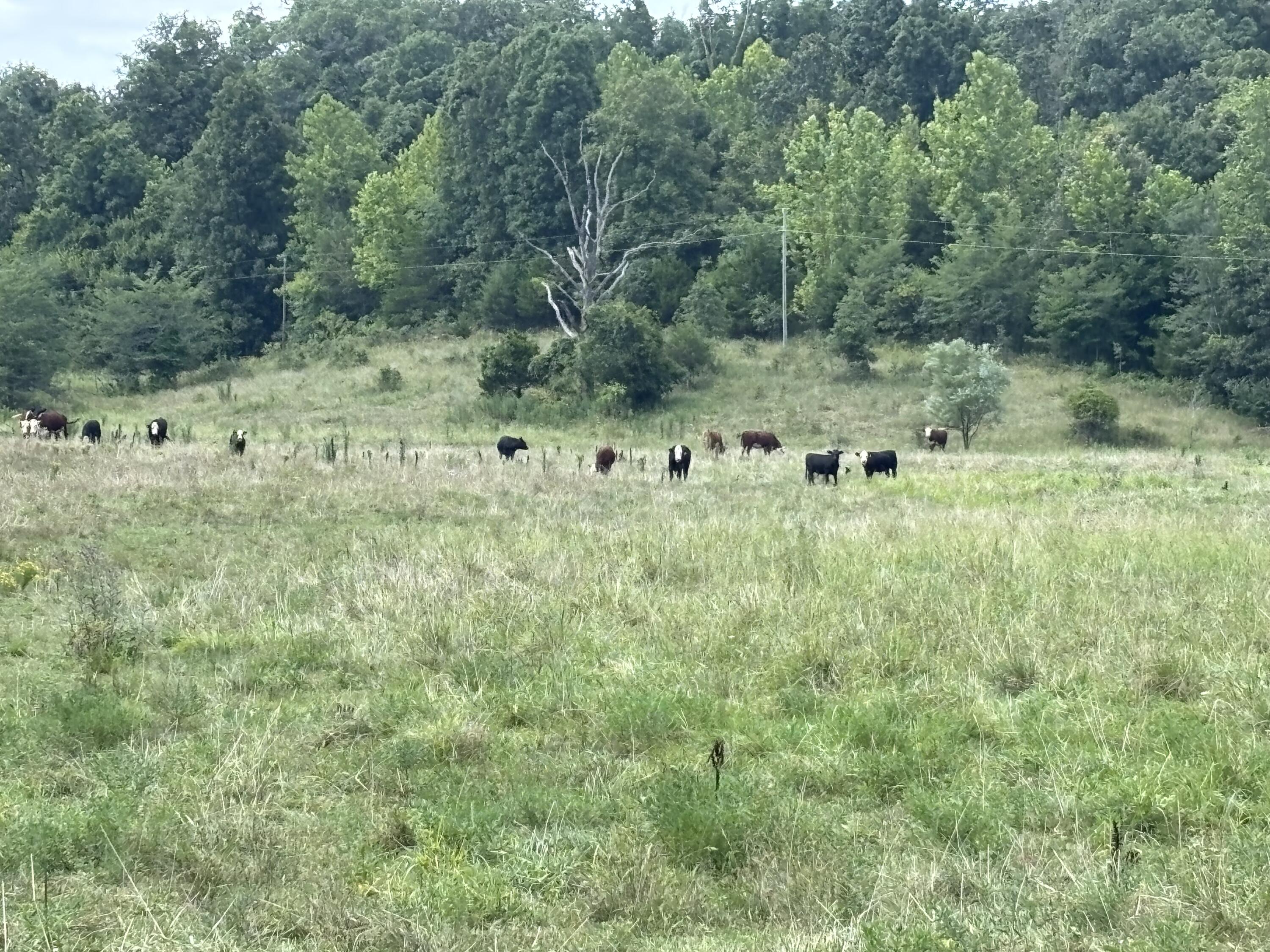 Photo 22 - Farm for sale – 000  County Road 534   Ellington, MO