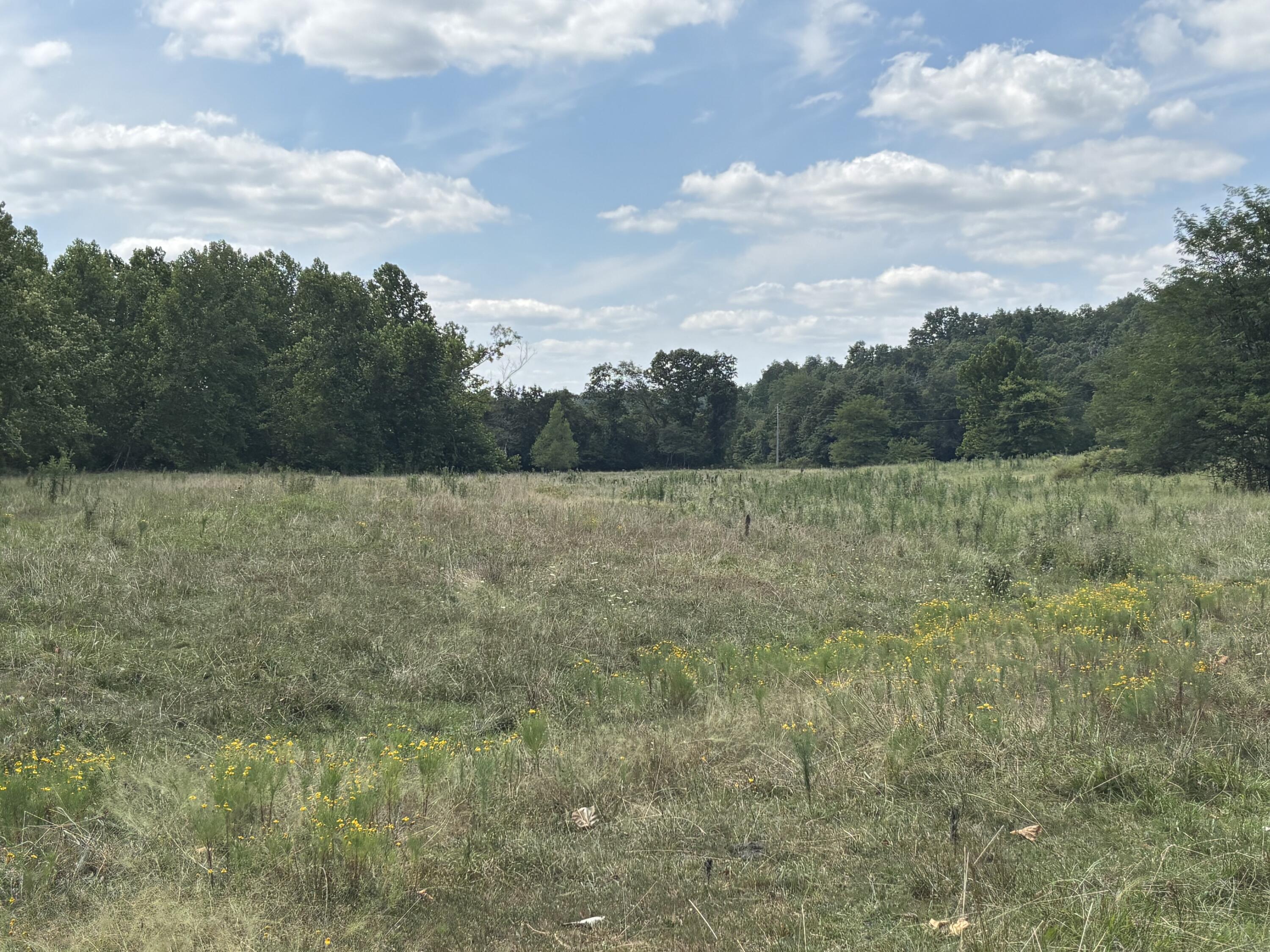 Photo 10 - Farm for sale – 000  County Road 534   Ellington, MO