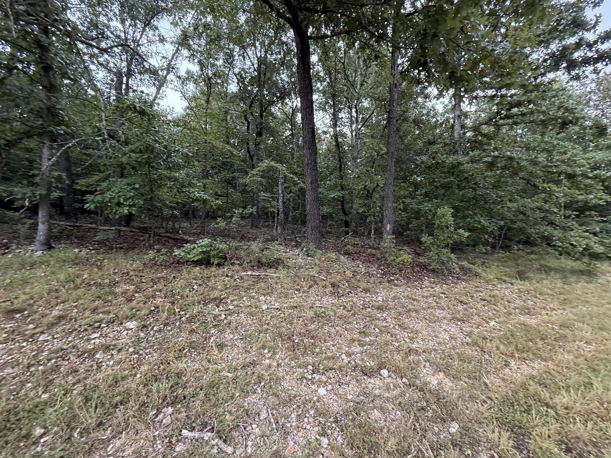 Photo 7 - Land for sale – 000  Private Road 2532   Mountain View, MO
