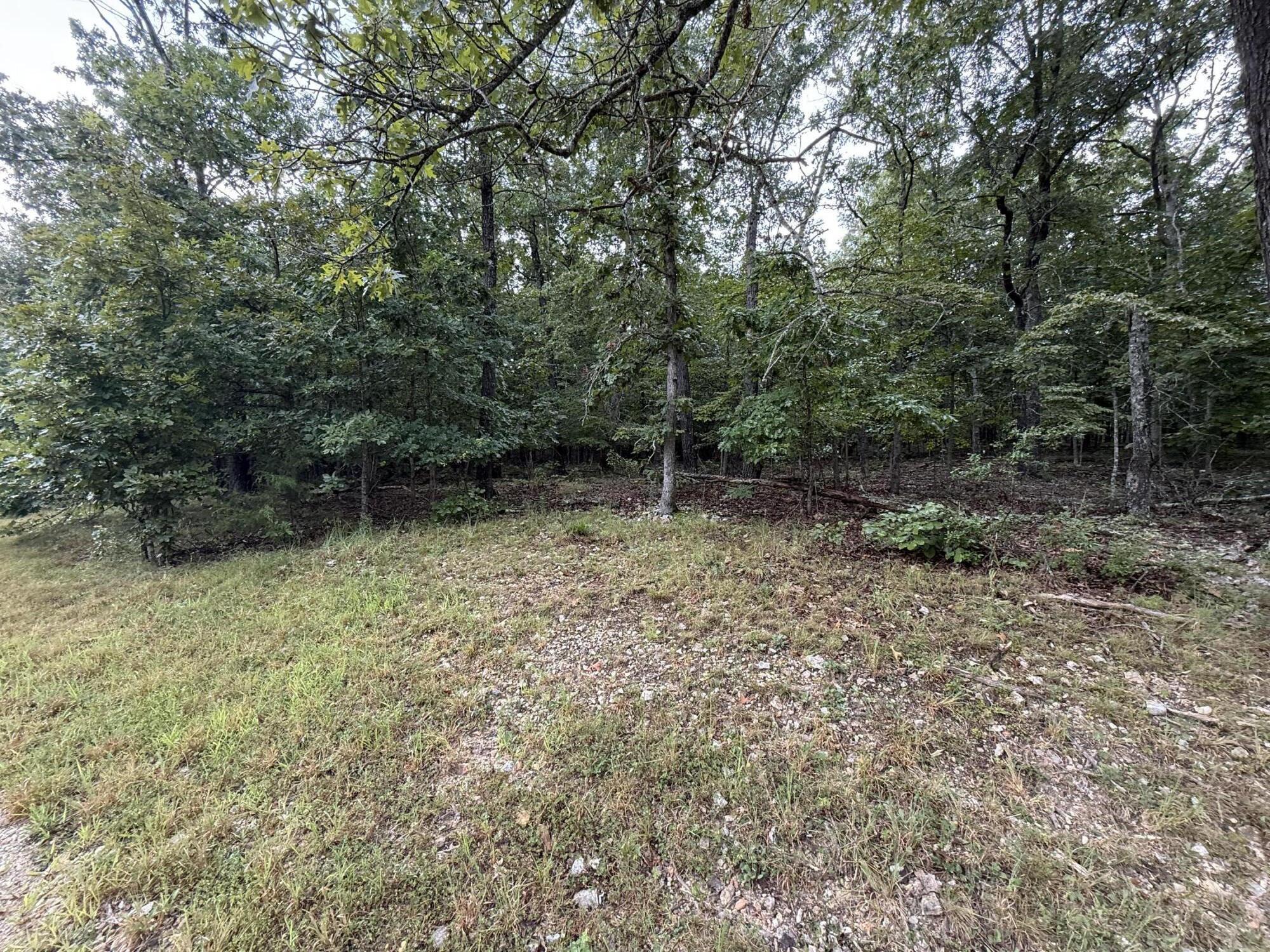 Photo 5 - Land for sale – 000  Private Road 2532   Mountain View, MO