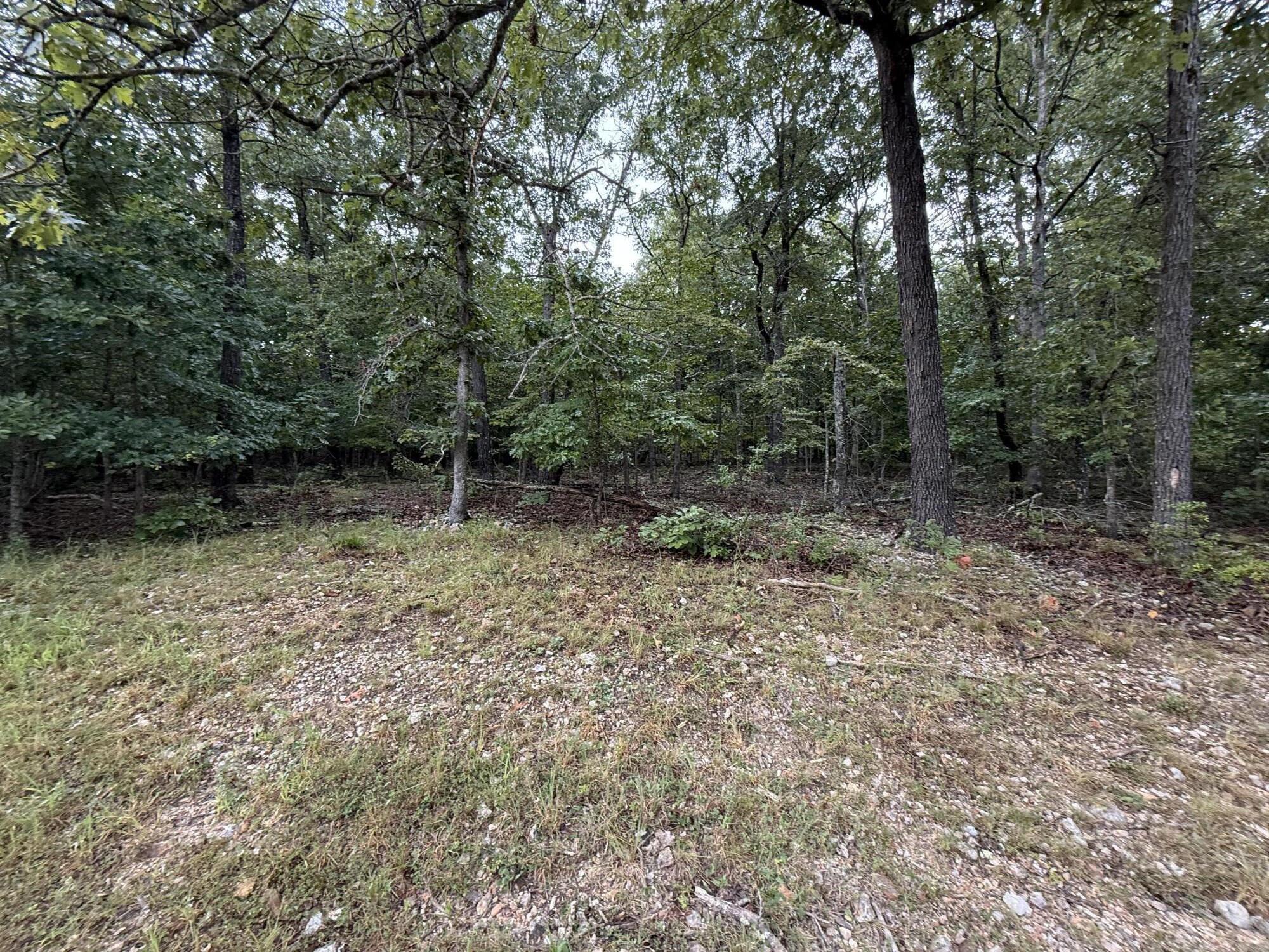Photo 6 - Land for sale – 000  Private Road 2532   Mountain View, MO