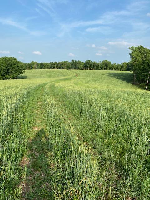 Photo 52 - Farm for sale – 27255  Farm Road 2090   Cape Fair, MO
