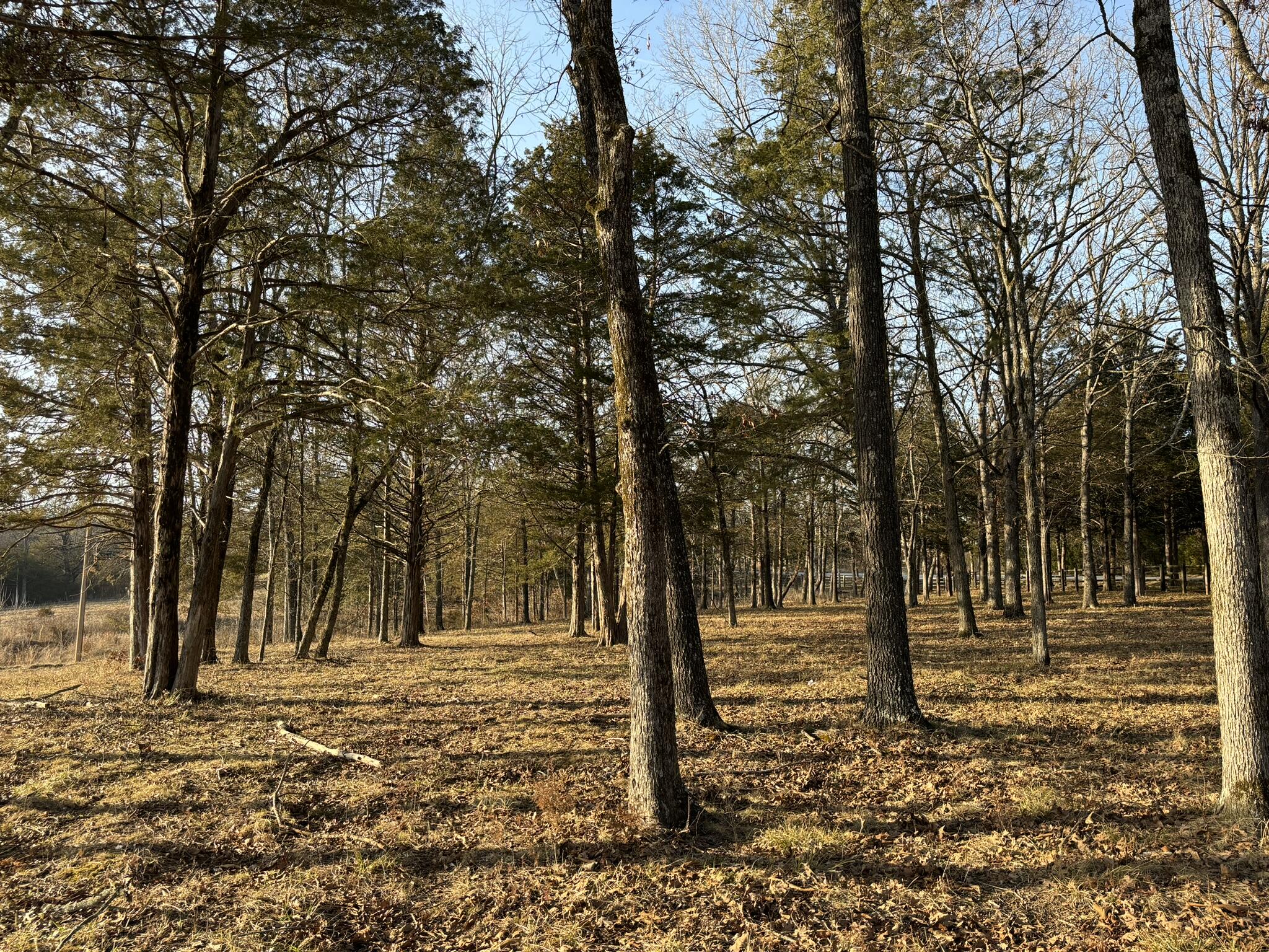 Photo 6 - Land for sale – 3855  Fall Creek Road   Branson, MO