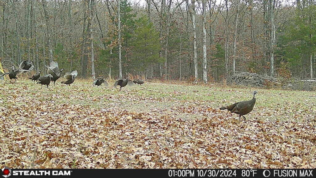 Photo 4 - Land for sale – 4991  Hwy Hh   Hartville, MO