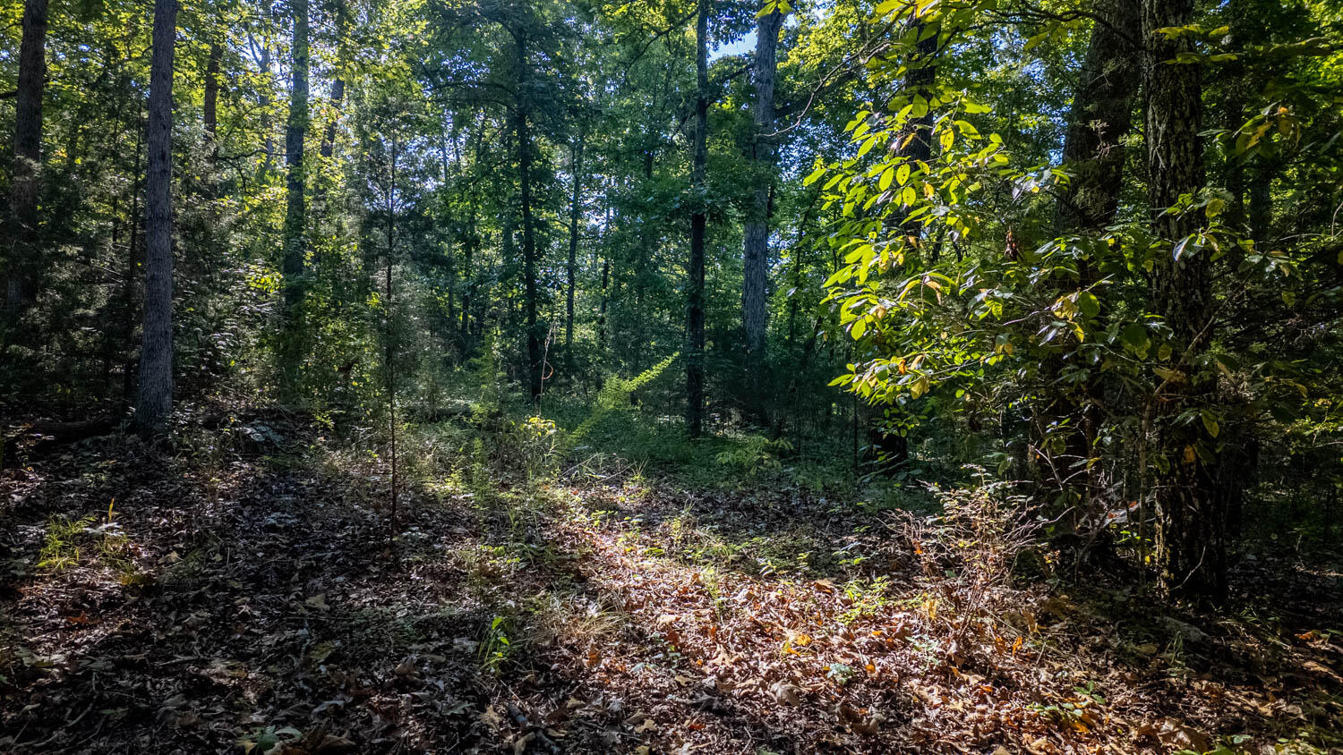 Photo 8 - Land for sale – 000  Calhan Circle   Clarkridge, AR