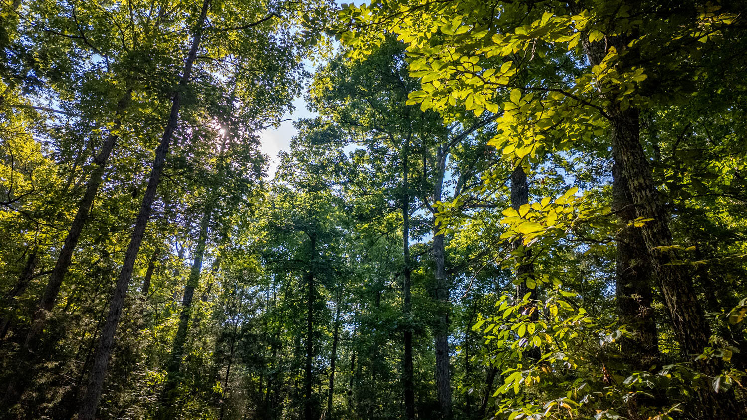 Photo 9 - Land for sale – 000  Calhan Circle   Clarkridge, AR