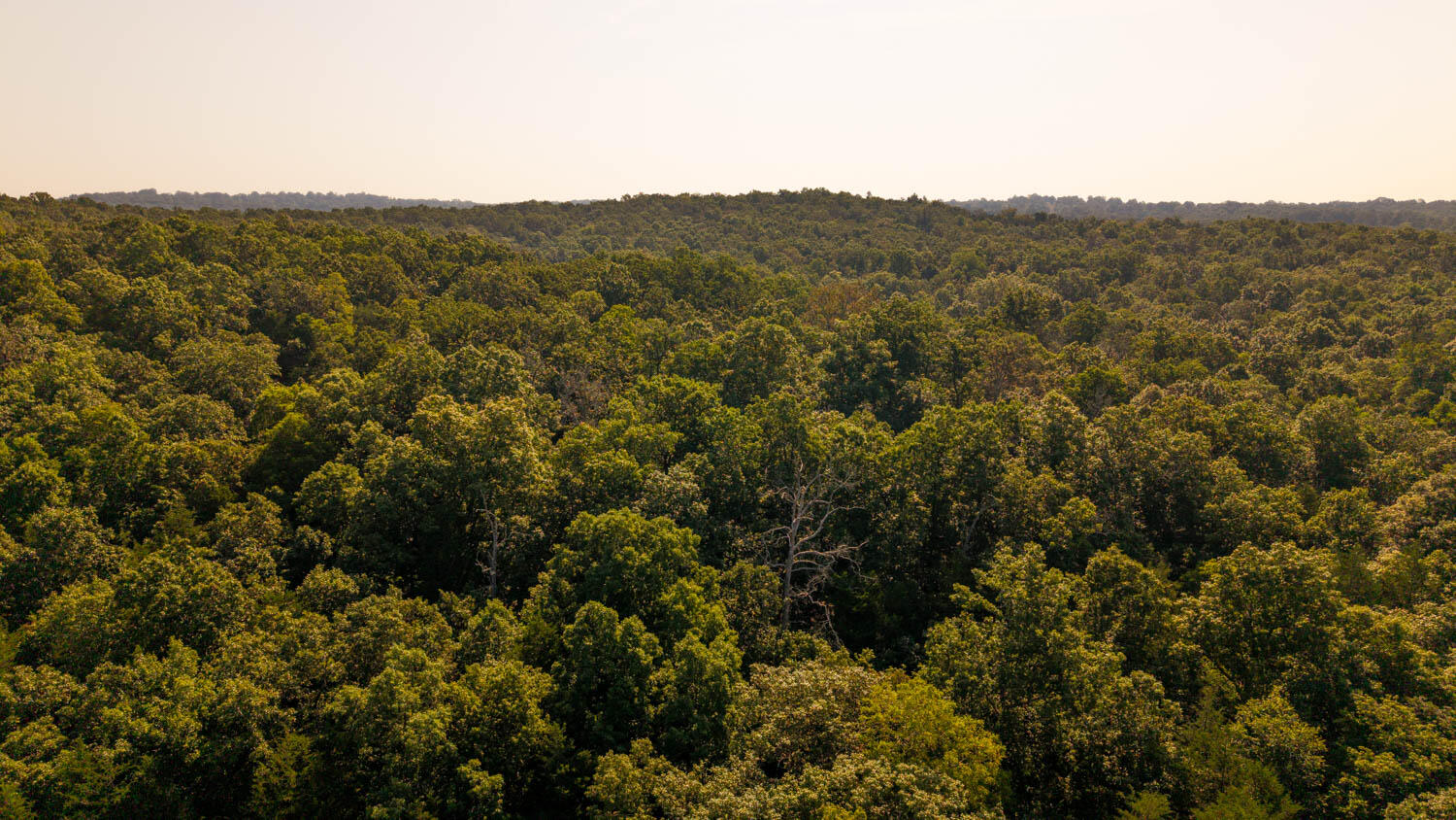 Photo 15 - Land for sale – 000  Calhan Circle   Clarkridge, AR