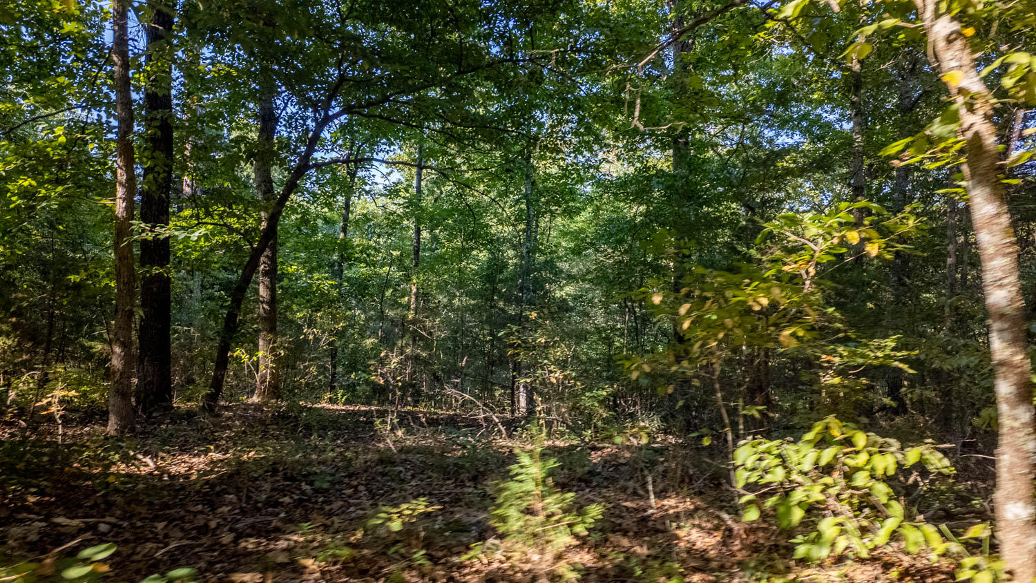 Photo 11 - Land for sale – 000  Calhan Circle   Clarkridge, AR