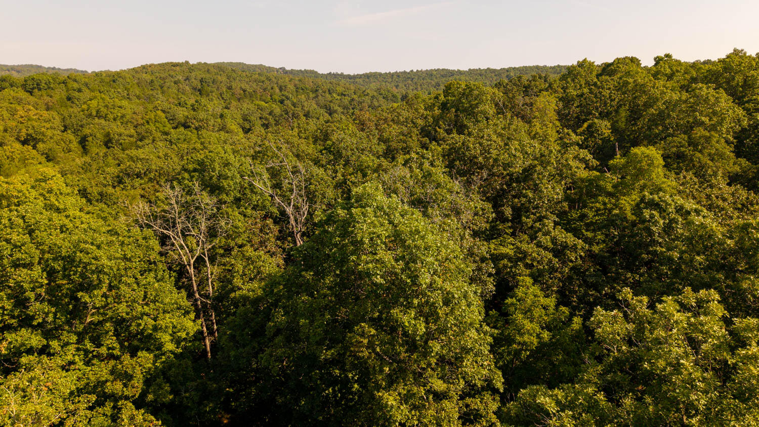 Photo 16 - Land for sale – 000  Calhan Circle   Clarkridge, AR