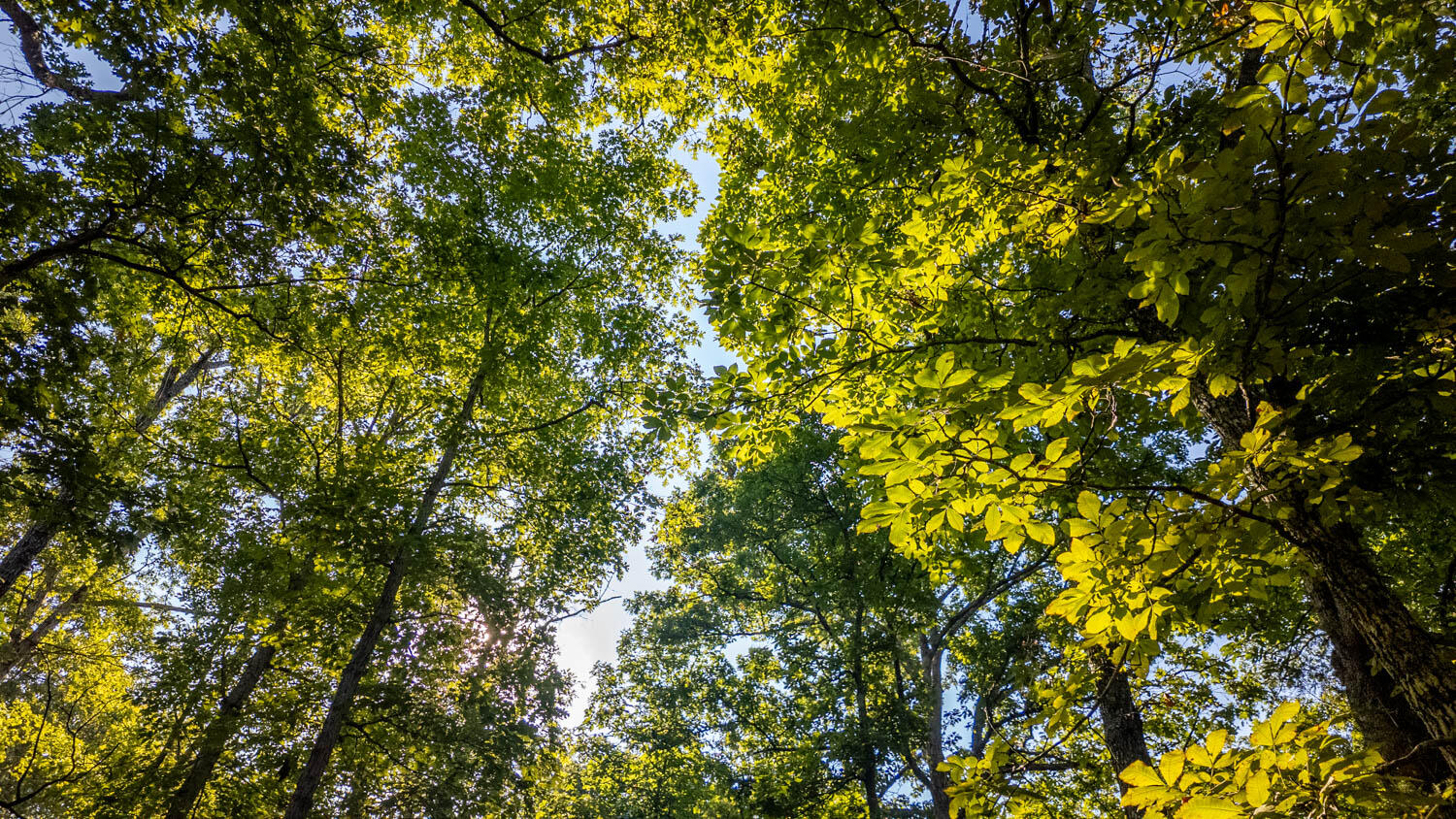 Photo 10 - Land for sale – 000  Calhan Circle   Clarkridge, AR