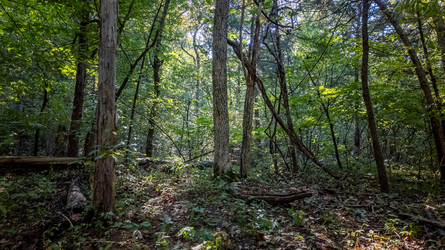 Photo 6 - Land for sale – 000  Calhan Circle   Clarkridge, AR