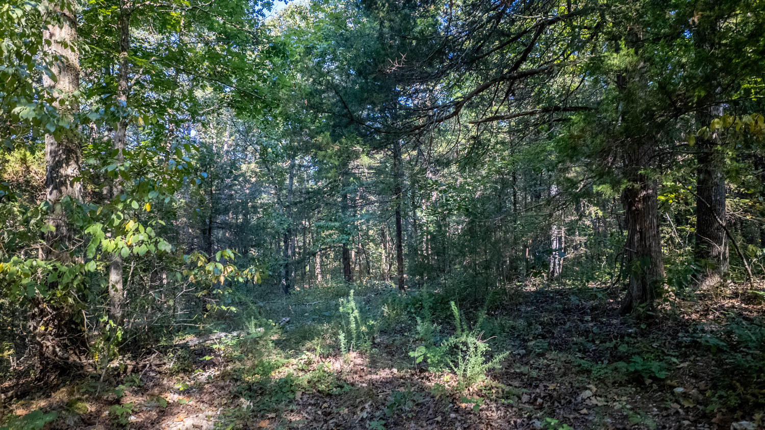 Photo 12 - Land for sale – 000  Calhan Circle   Clarkridge, AR