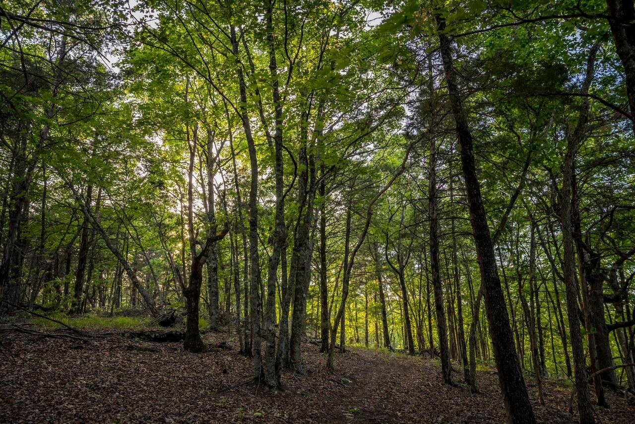 Photo 8 - Land for sale – 000  Patriot Drive  Forsyth, MO