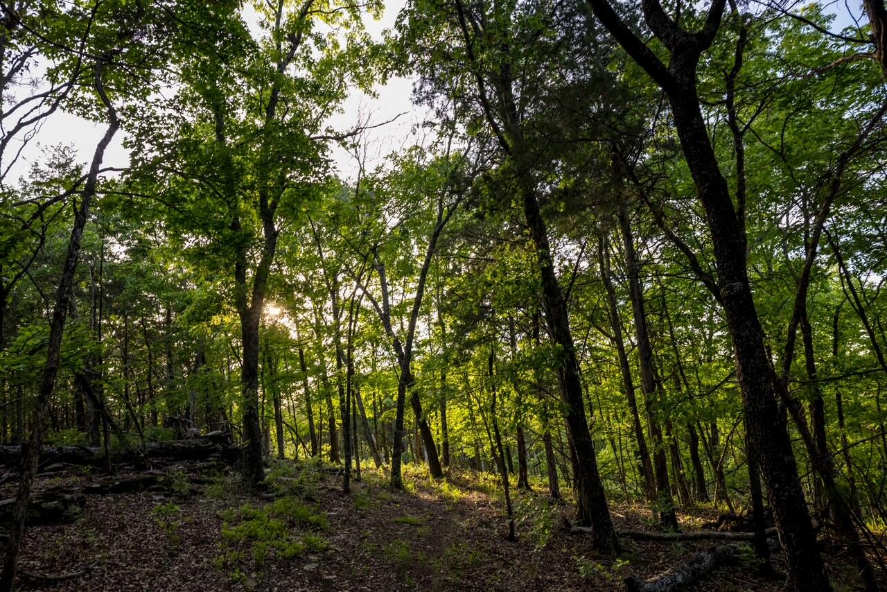 Photo 9 - Land for sale – 000  Patriot Drive  Forsyth, MO
