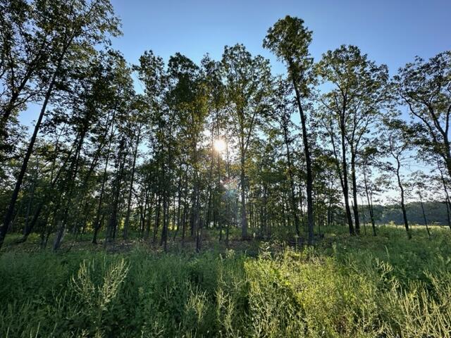 Photo 3 - Land for sale – 000  Co Rd 3440   Mountain View, MO