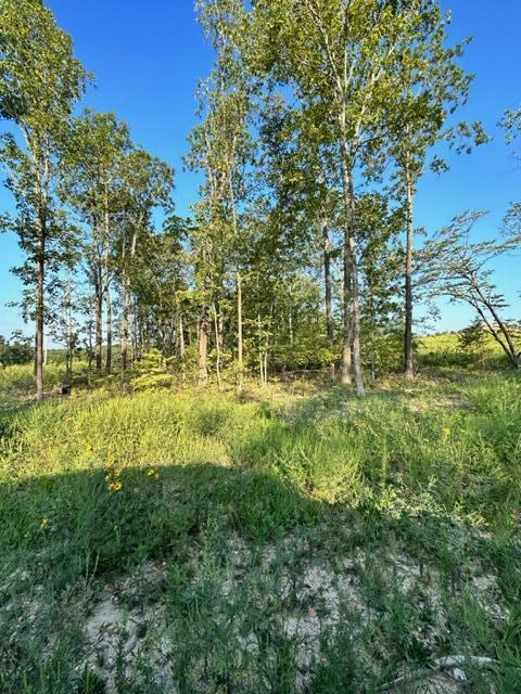 Photo 9 - Land for sale – 000  Co Rd 3440   Mountain View, MO