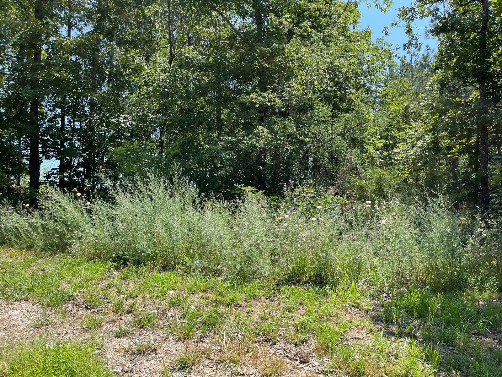 Photo 7 - Land for sale – 000  Co Rd 3440   Mountain View, MO