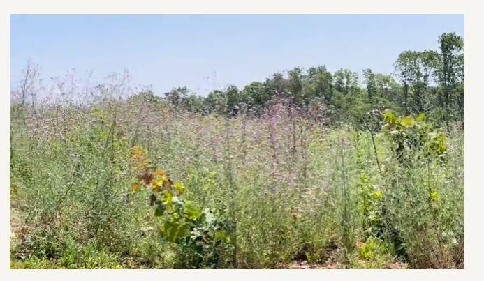 Photo 4 - Land for sale – 000  Co Rd 3440   Mountain View, MO
