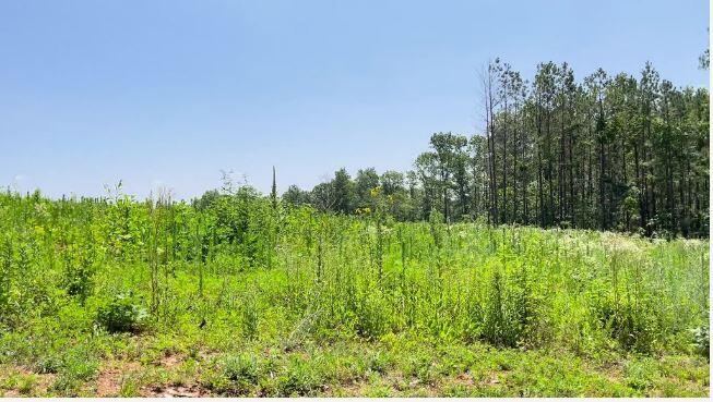 Photo 6 - Land for sale – 000  Co Rd 3440   Mountain View, MO