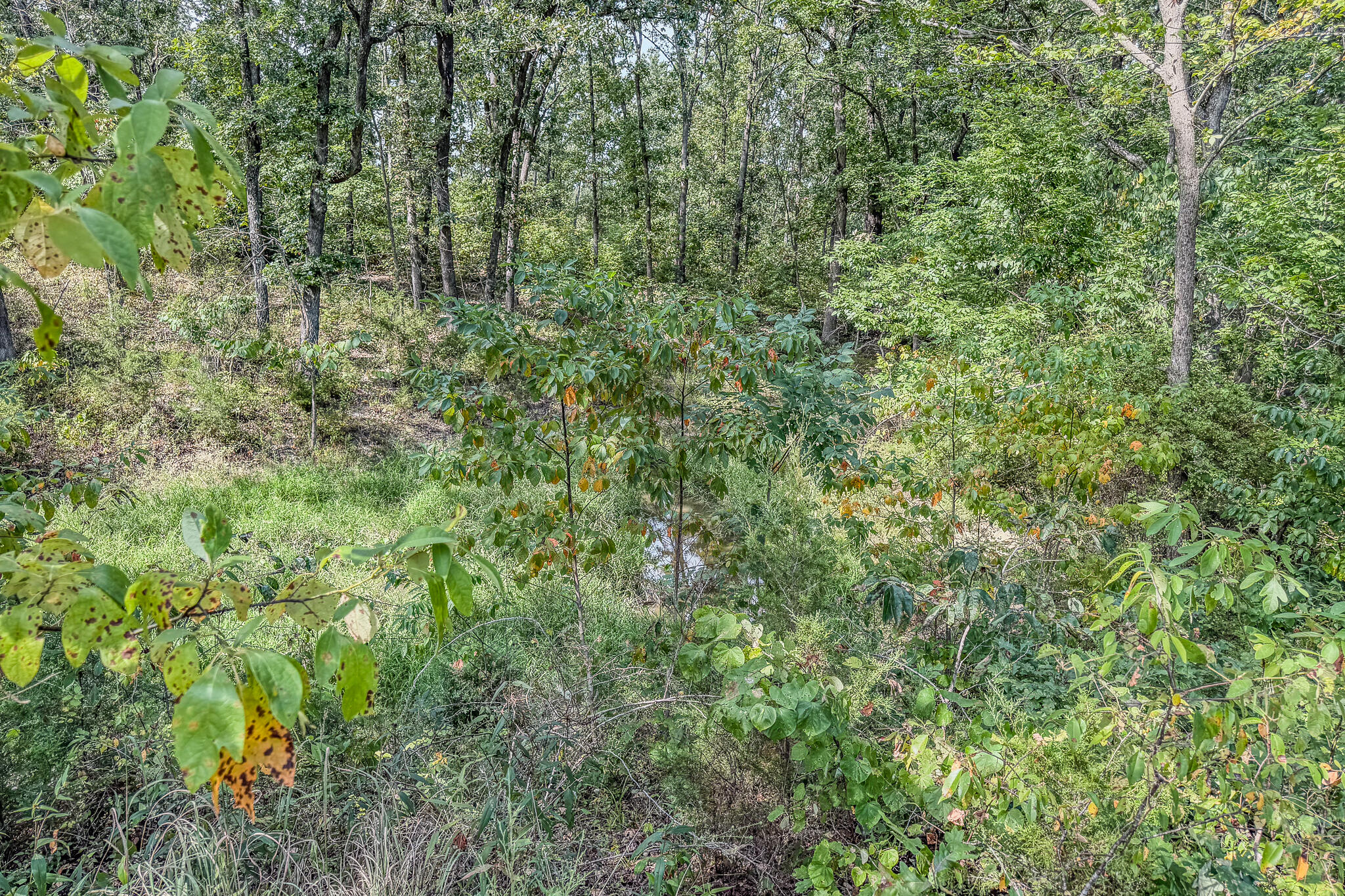 Photo 33 - Land for sale – 000  White Clover Road  Strafford, MO