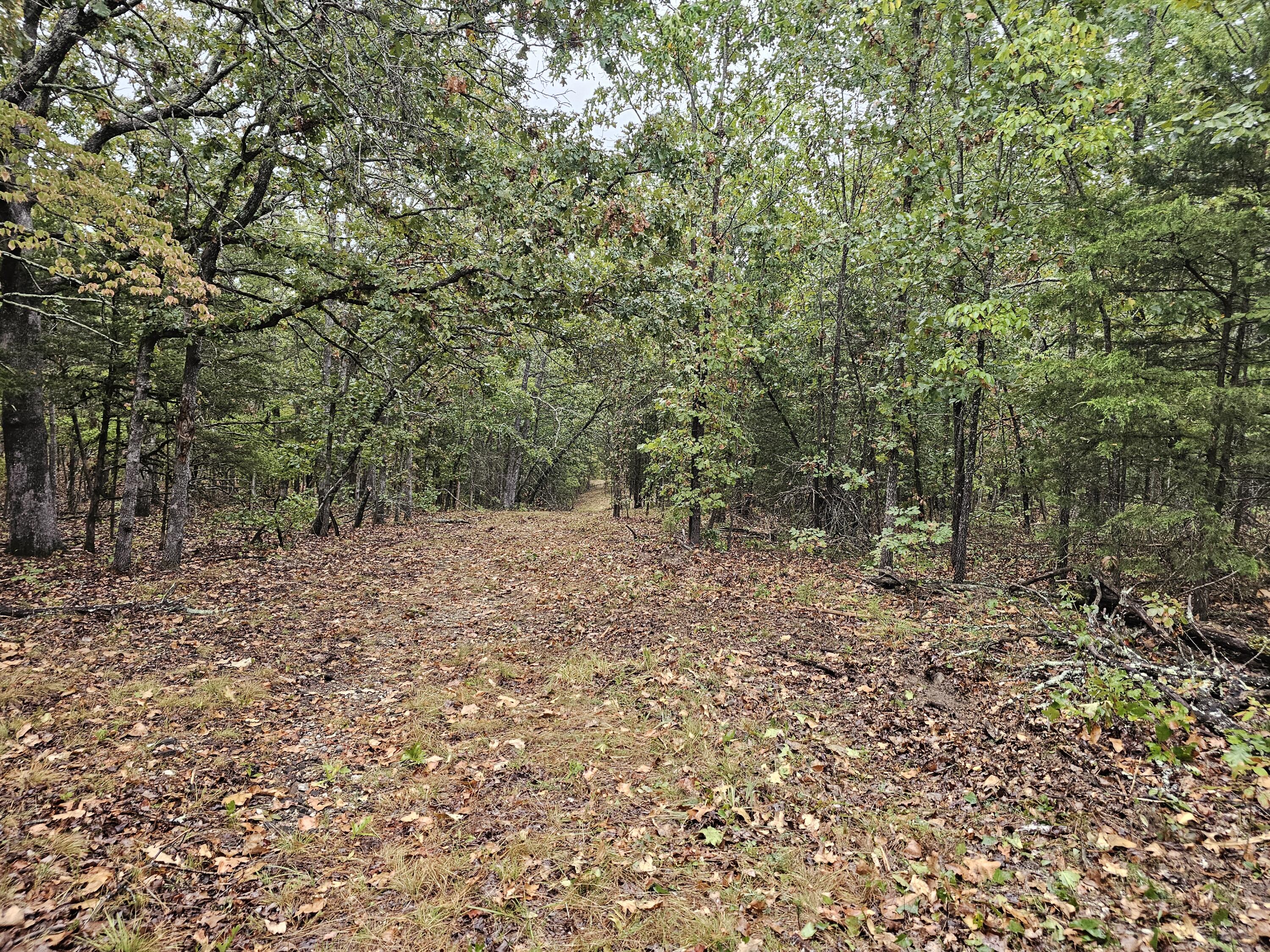 Photo 19 - Land for sale – 0  State Highway 76   Bradleyville, MO