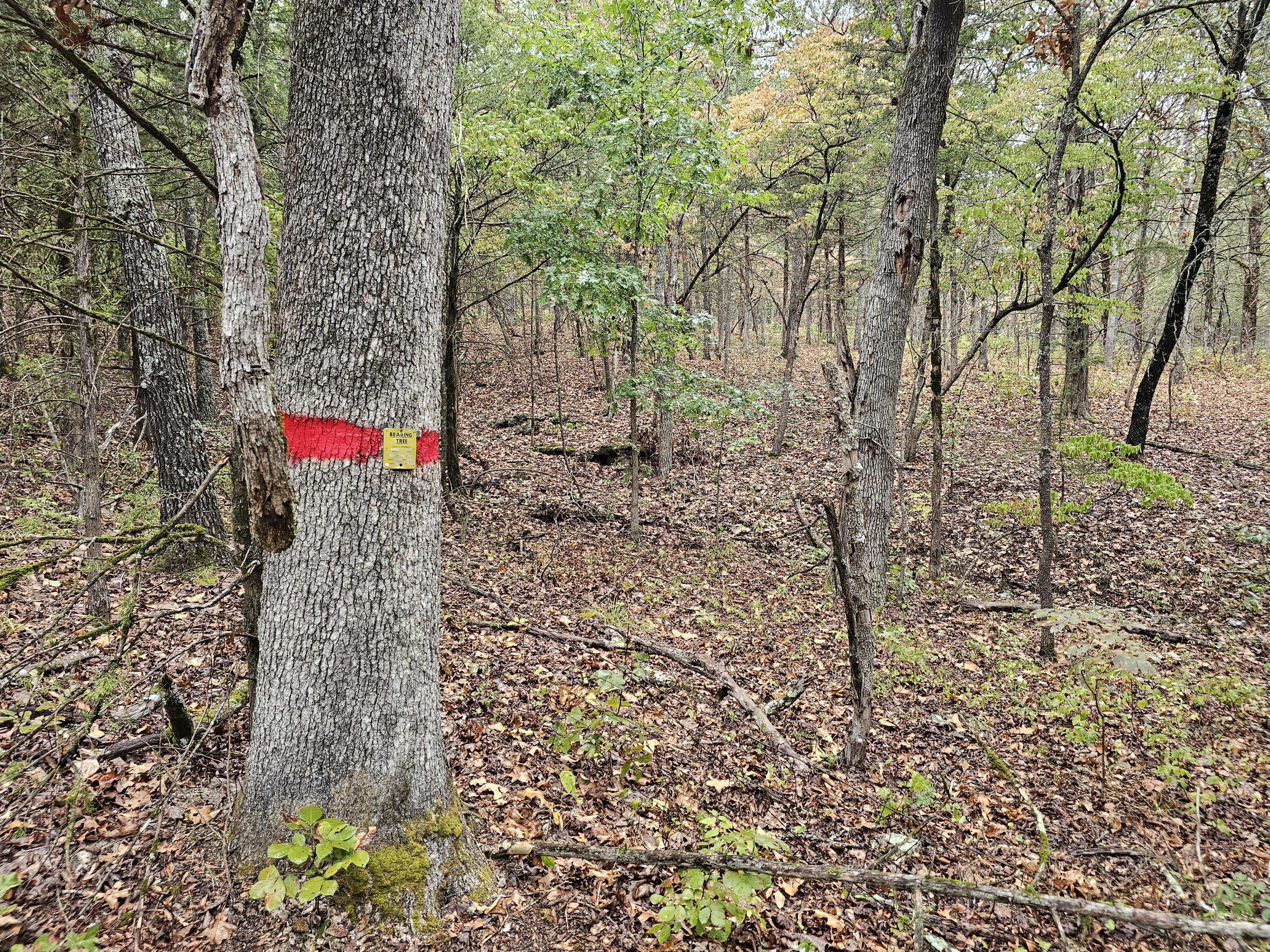 Photo 8 - Land for sale – 0  State Highway 76   Bradleyville, MO