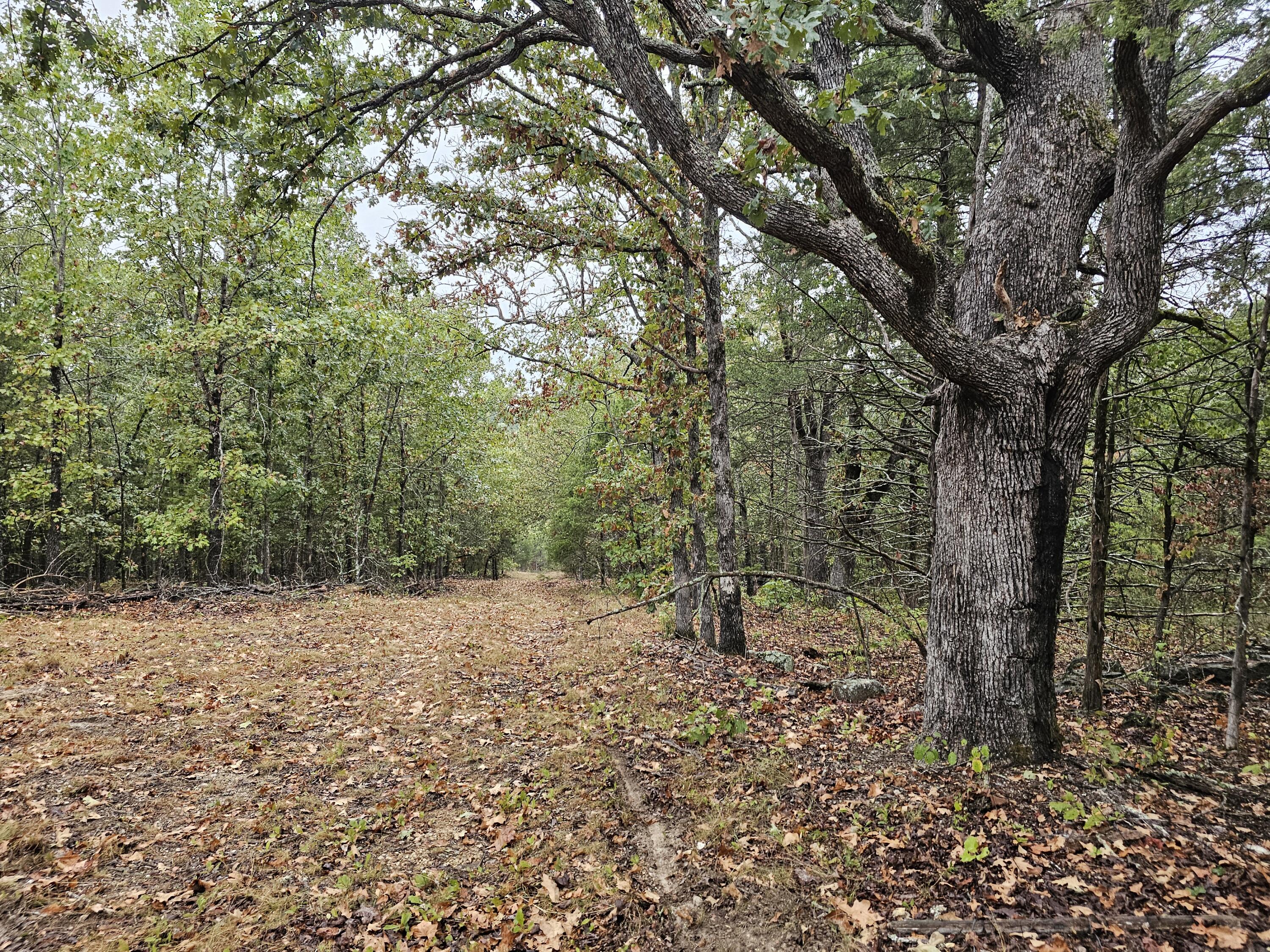 Photo 16 - Land for sale – 0  State Highway 76   Bradleyville, MO