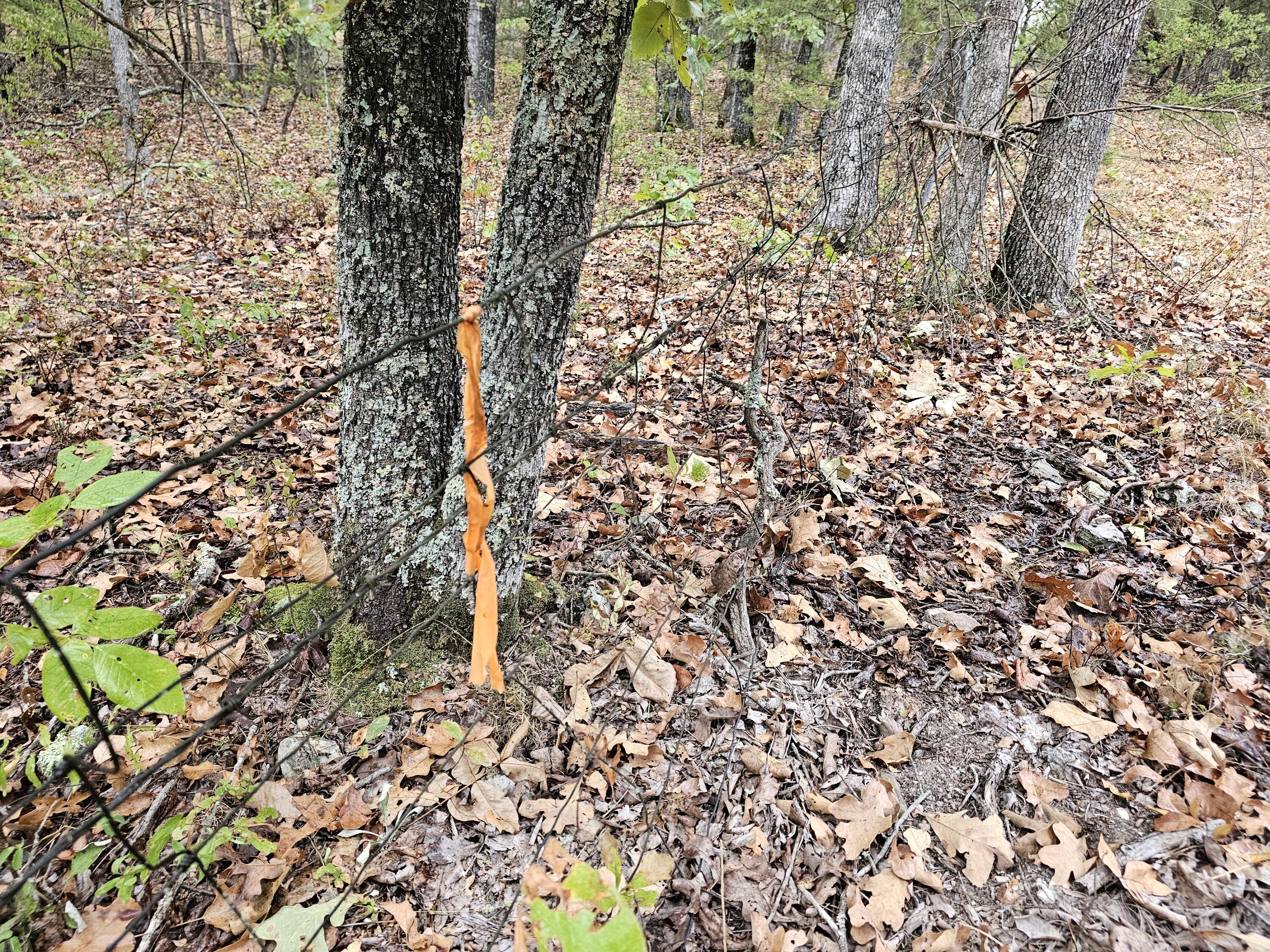 Photo 11 - Land for sale – 0  State Highway 76   Bradleyville, MO