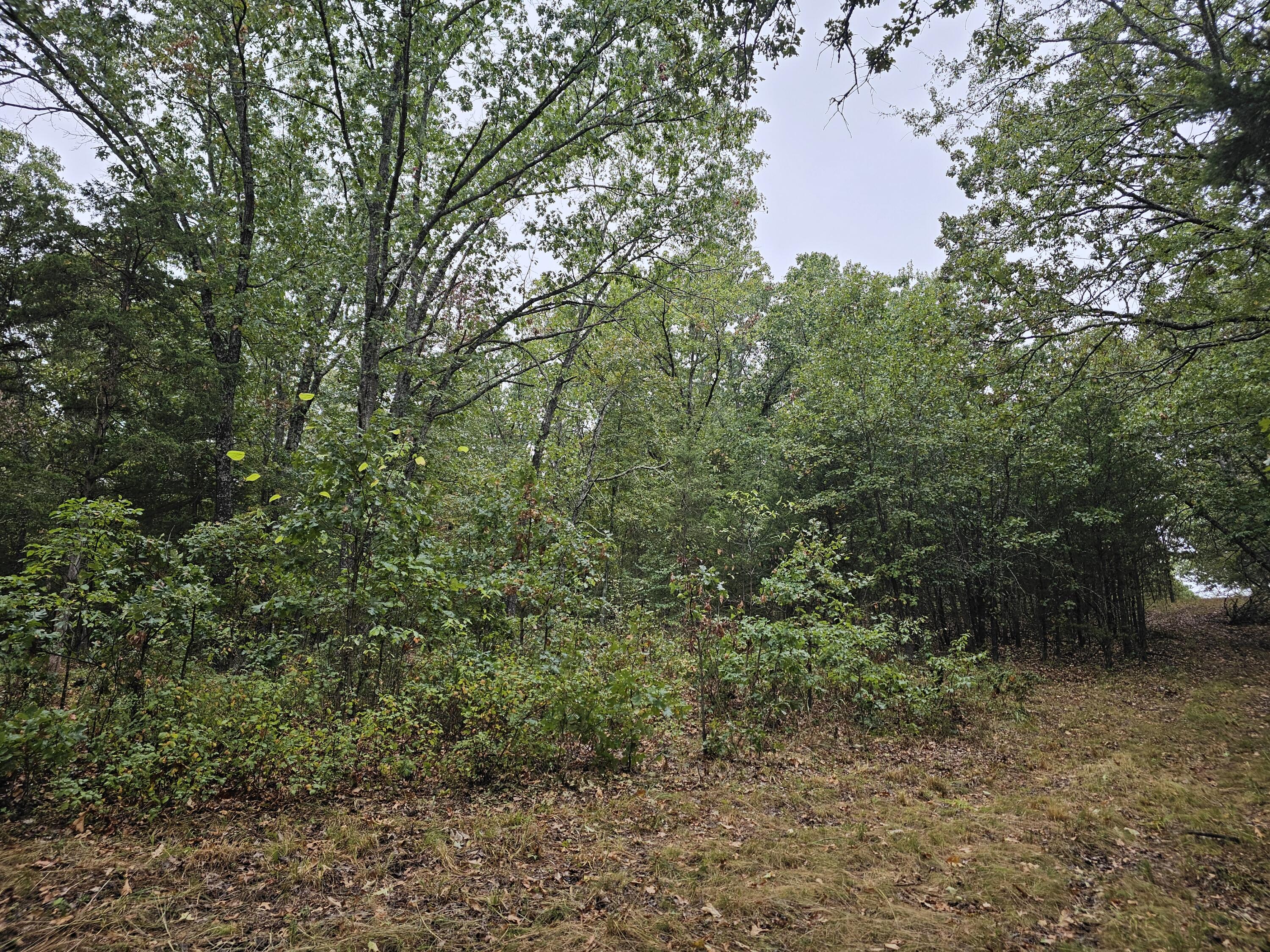 Photo 3 - Land for sale – 0  State Highway 76   Bradleyville, MO