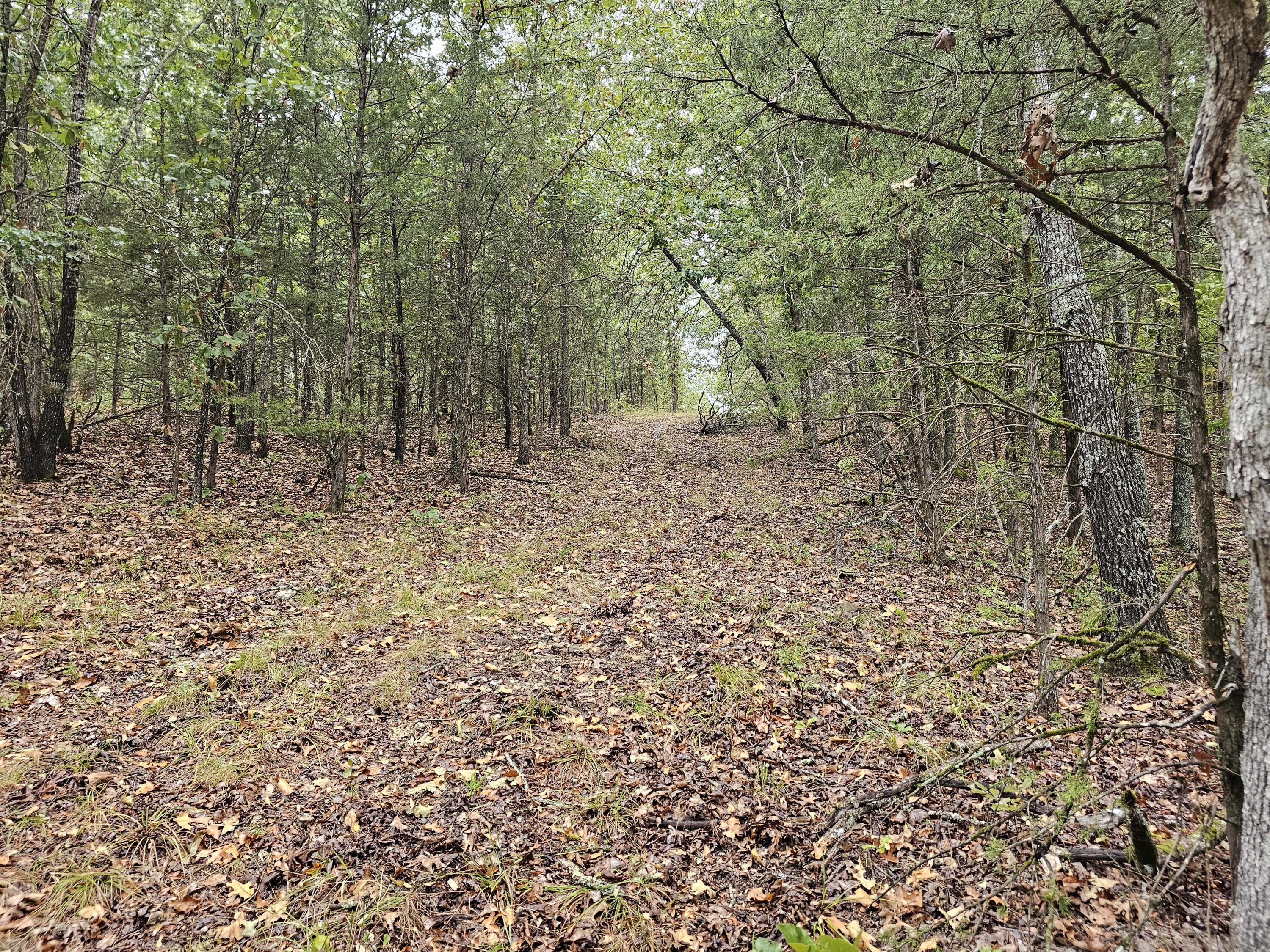 Photo 9 - Land for sale – 0  State Highway 76   Bradleyville, MO