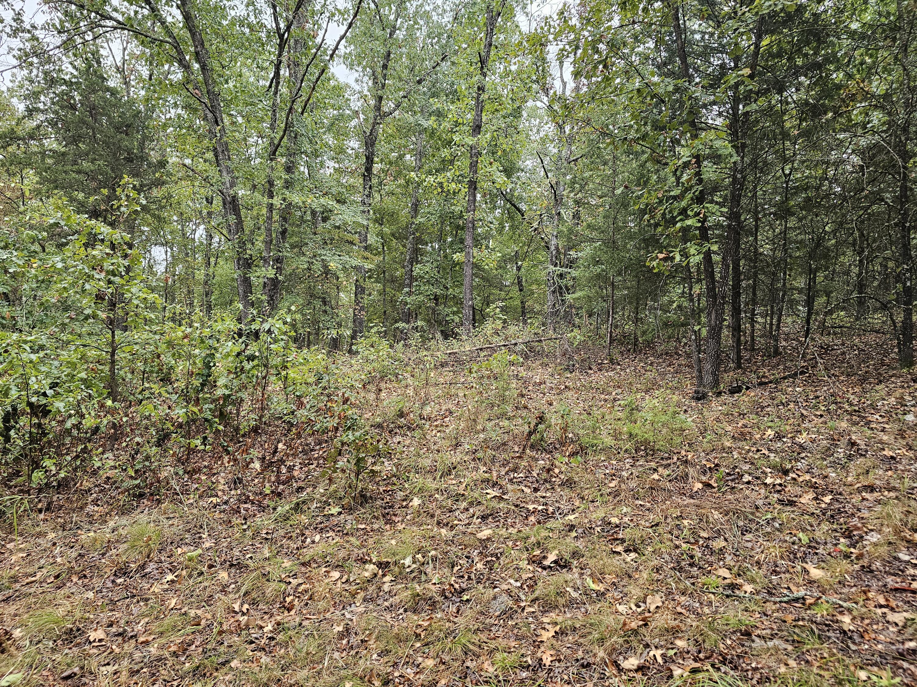Photo 10 - Land for sale – 0  State Highway 76   Bradleyville, MO