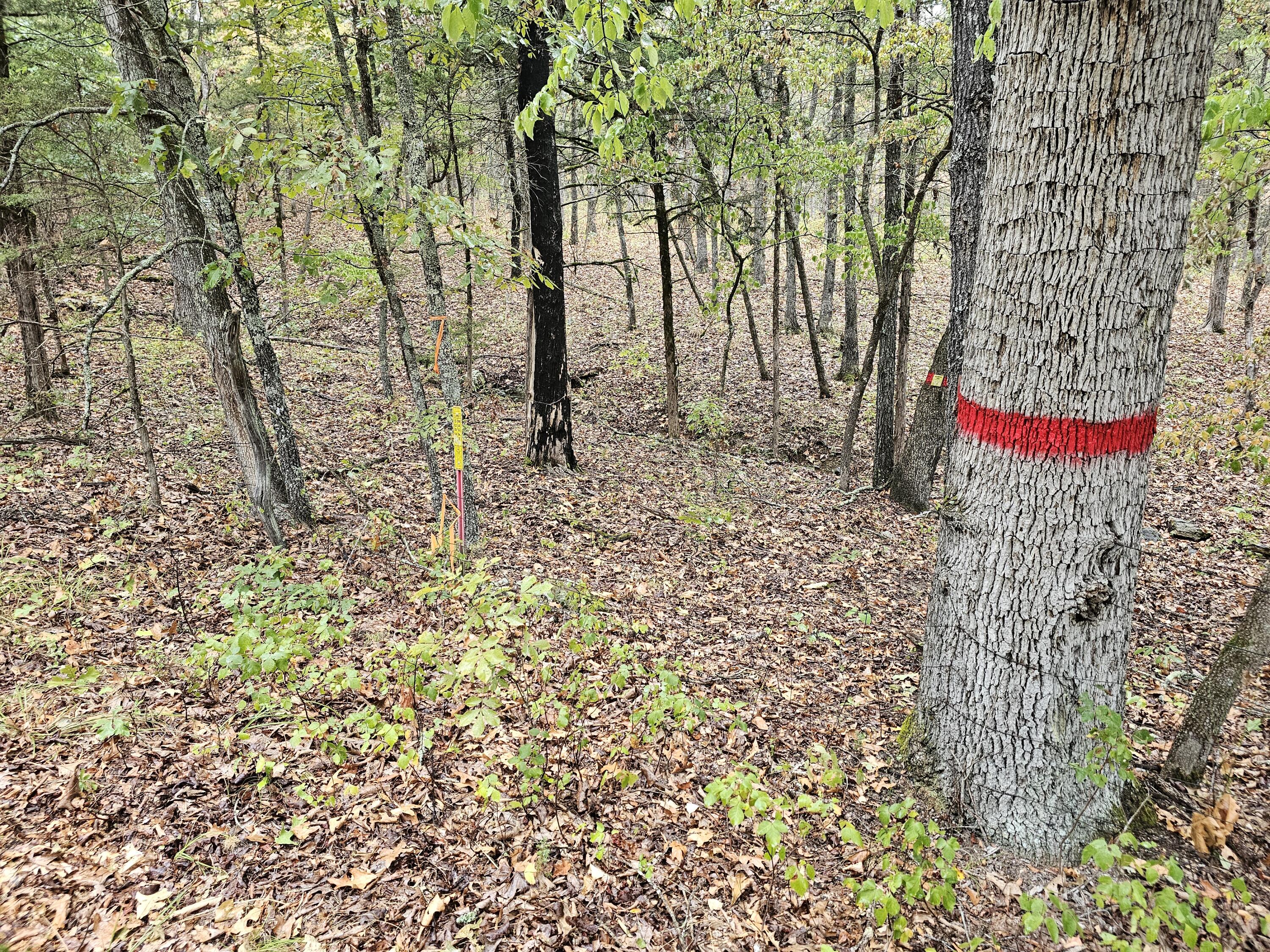 Photo 4 - Land for sale – 0  State Highway 76   Bradleyville, MO