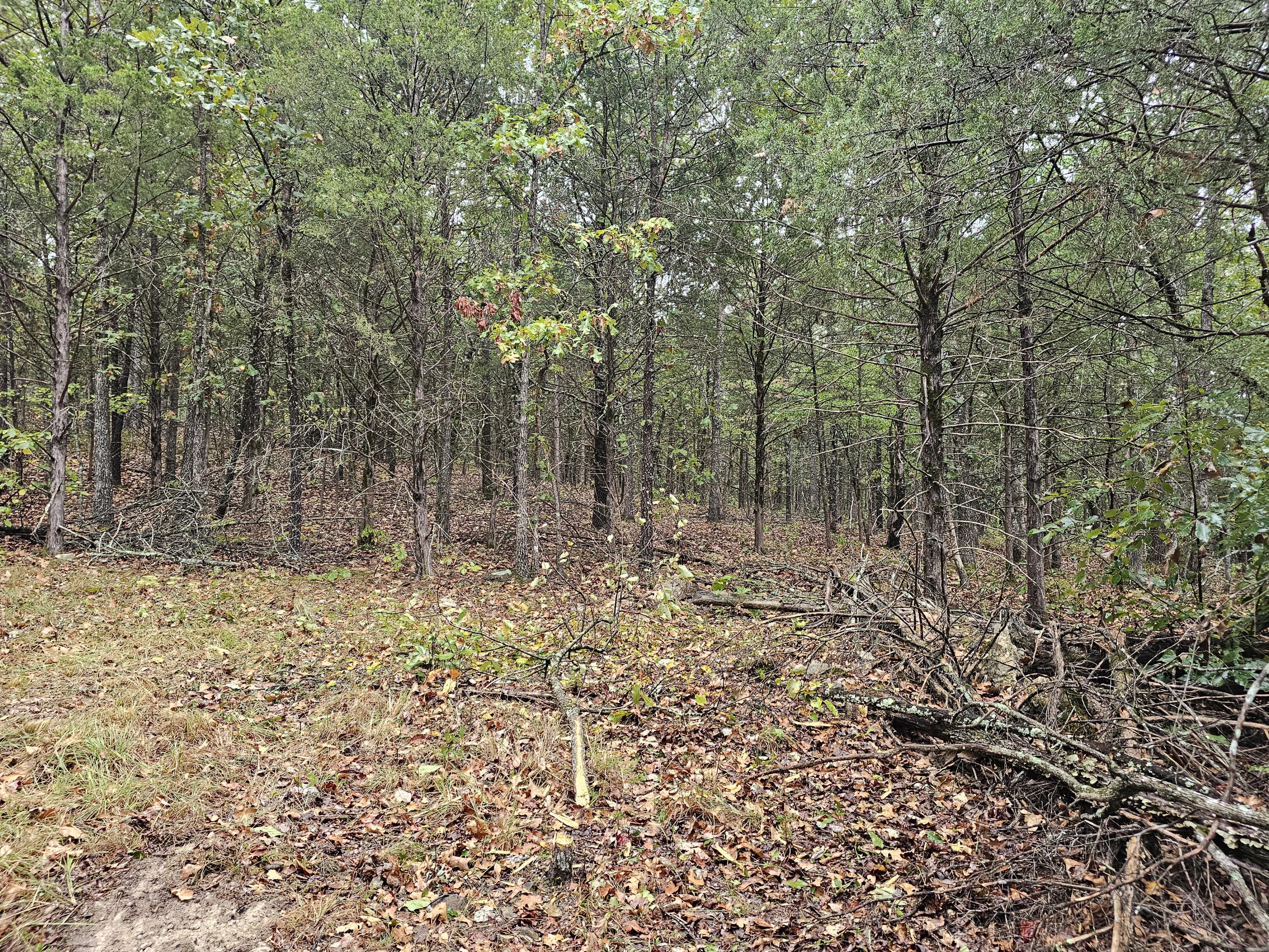 Photo 14 - Land for sale – 0  State Highway 76   Bradleyville, MO
