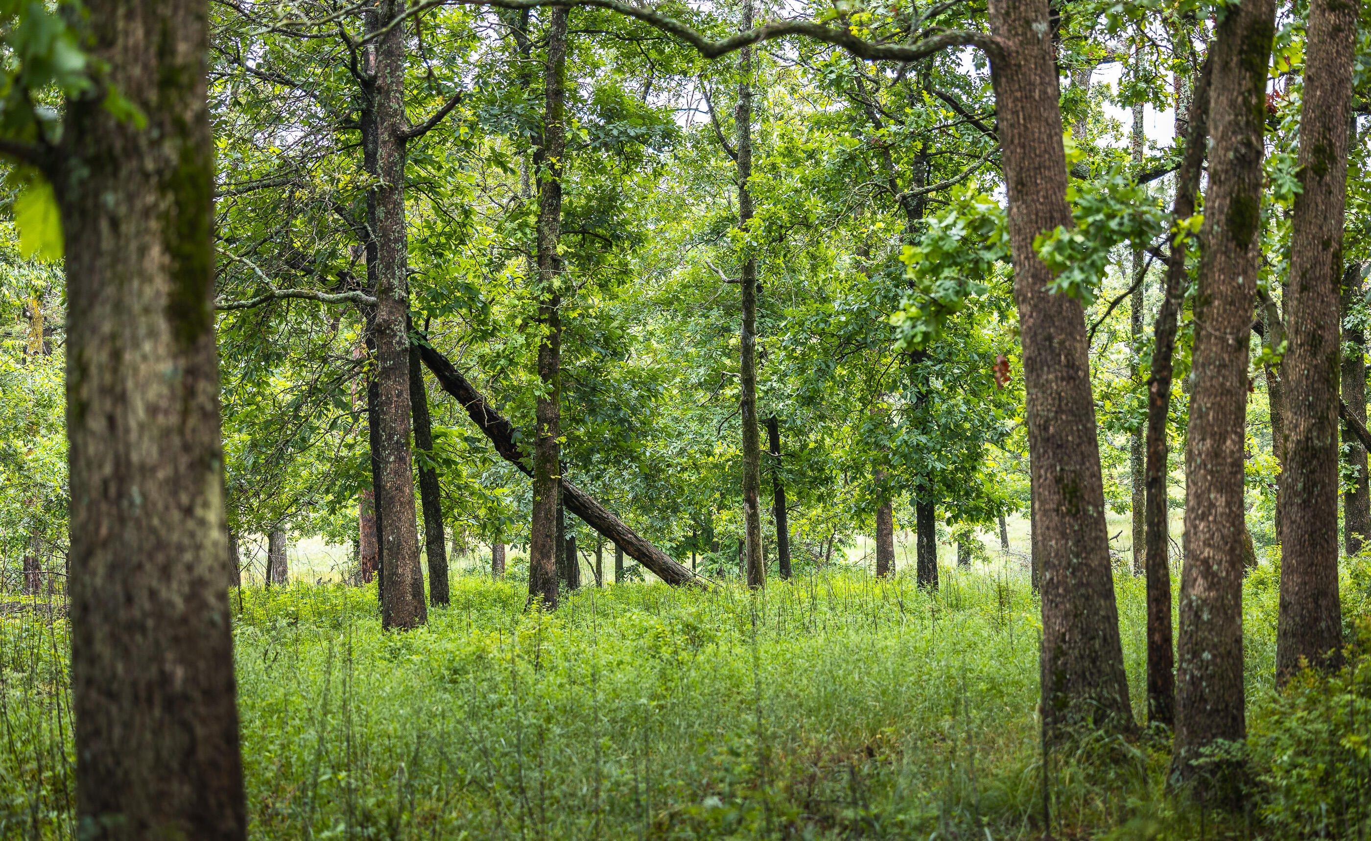 Photo 42 - Land for sale – 000  Farm Road 1200   Crane, MO