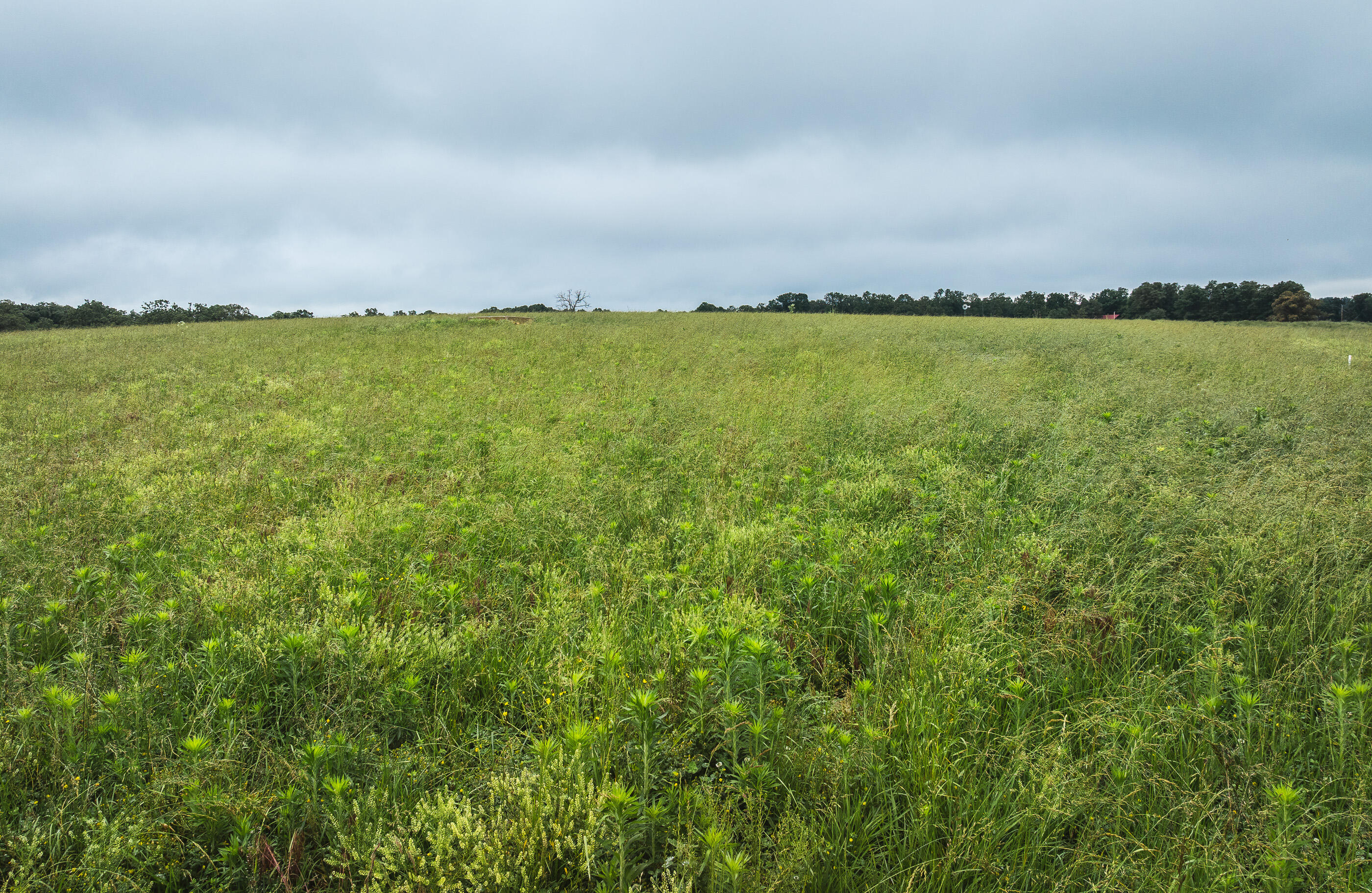 Photo 30 - Land for sale – 000  Farm Road 1200   Crane, MO