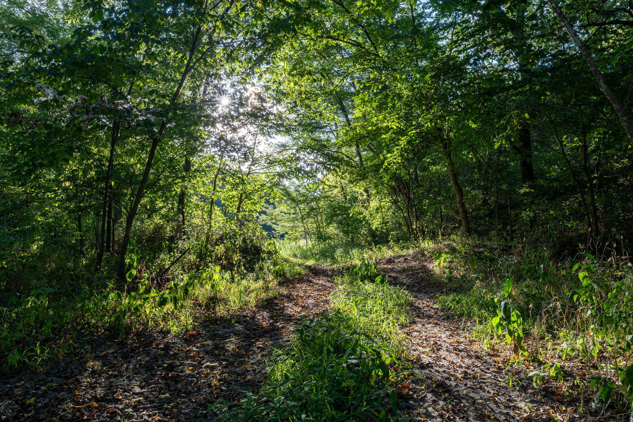 Photo 164 - Farm for sale – 13760  Junction Road  Eldridge, MO