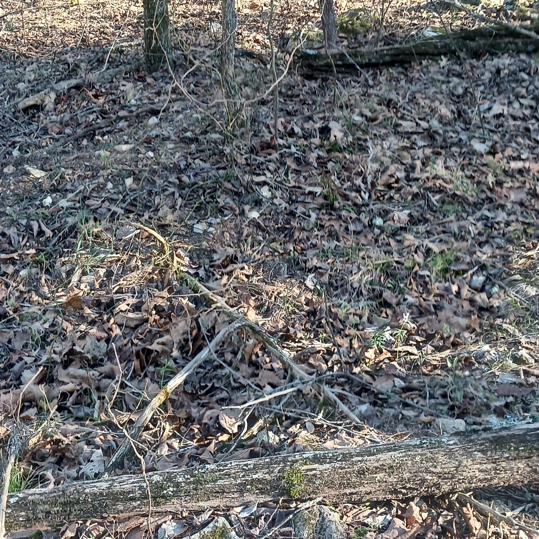 Land for sale – # 20,21,23  Brentwood Drive   Theodosia, MO