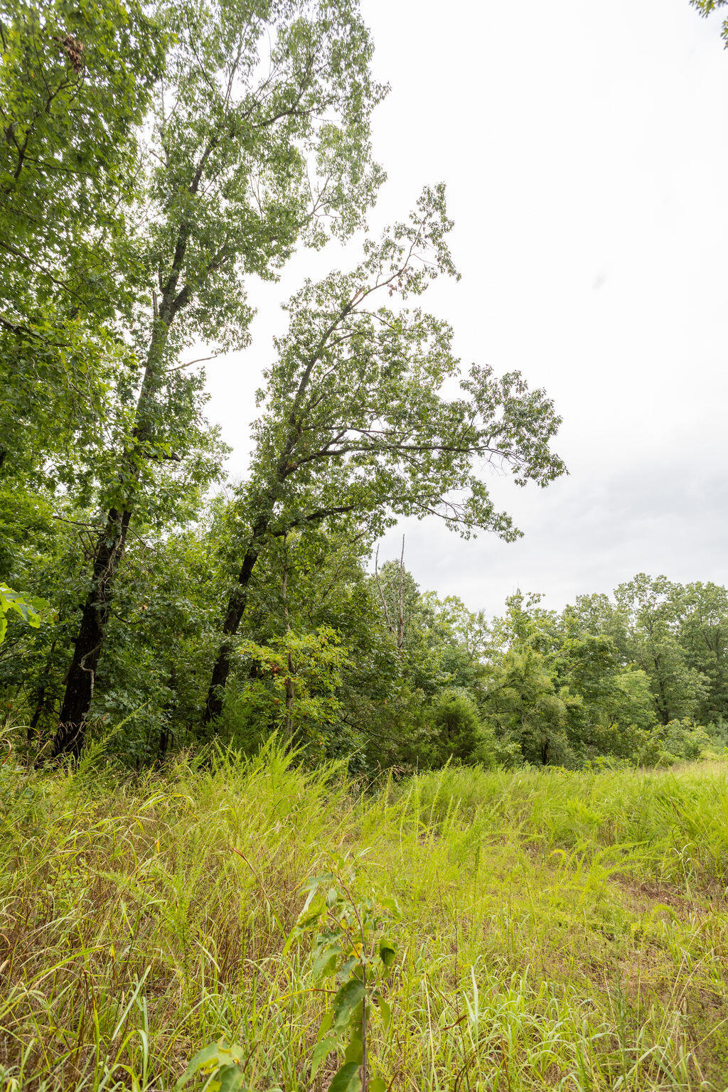 Photo 9 - Land for sale – 000  Cowan Ridge Rd   Powell, MO