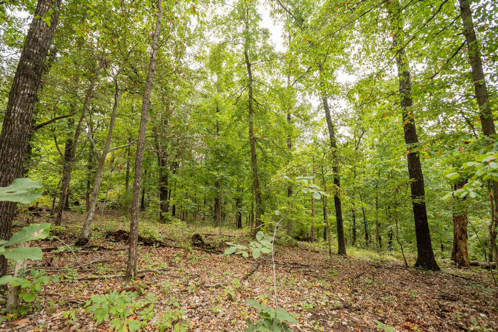 Photo 13 - Land for sale – 000  Cowan Ridge Rd   Powell, MO