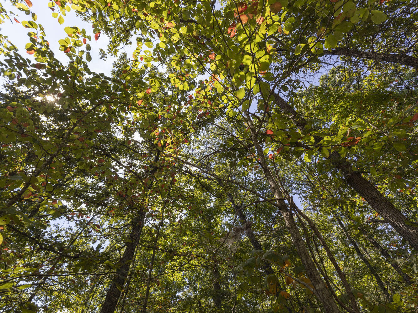 Photo 17 - Land for sale – 000  State Highway Ak   Ava, MO