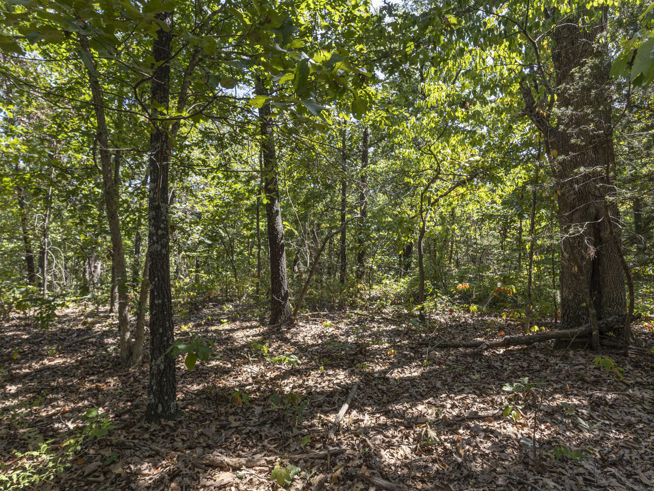 Photo 9 - Land for sale – 000  State Highway Ak   Ava, MO