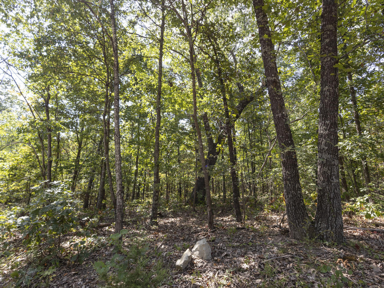 Photo 7 - Land for sale – 000  State Highway Ak   Ava, MO