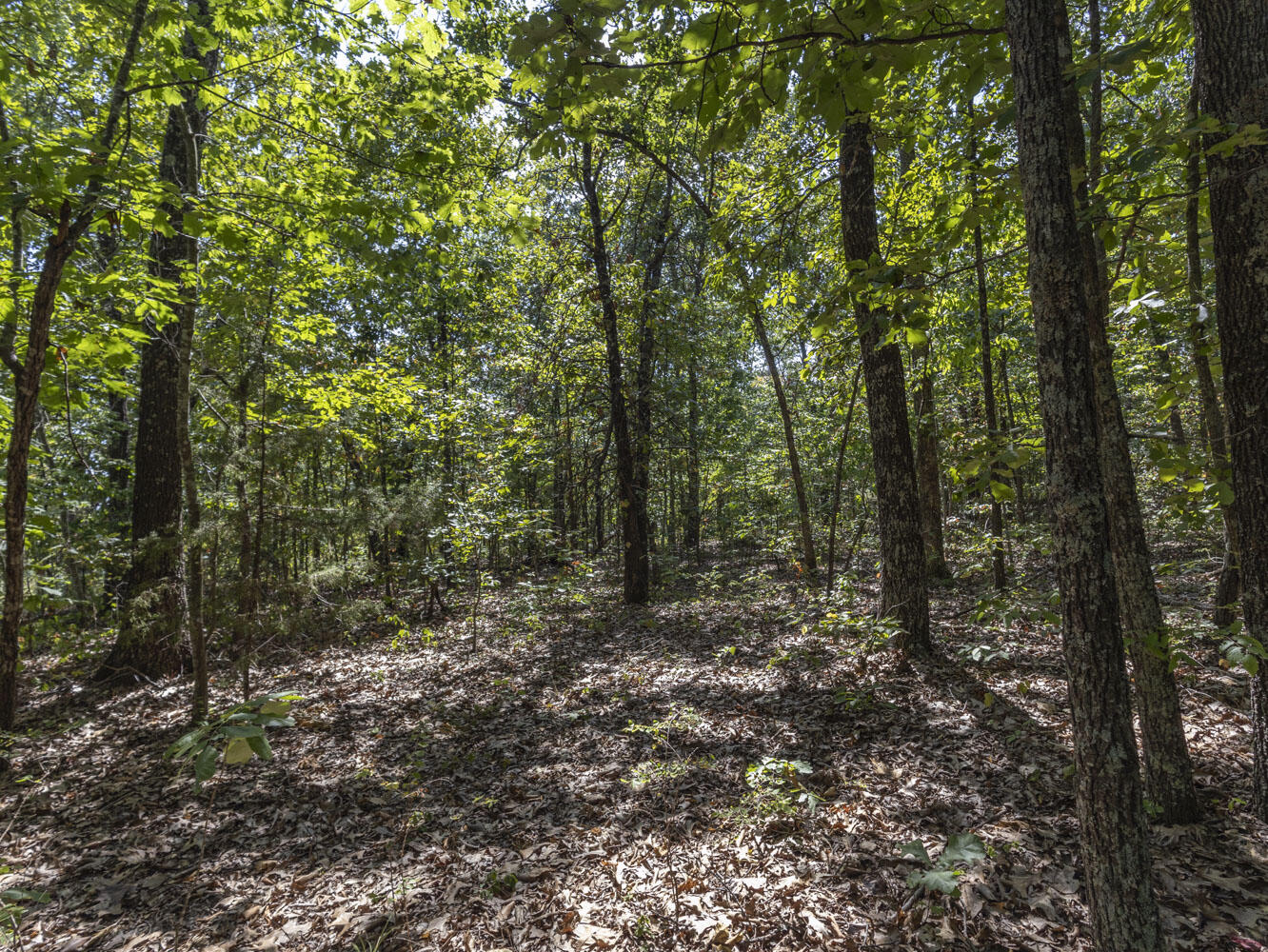 Photo 12 - Land for sale – 000  State Highway Ak   Ava, MO